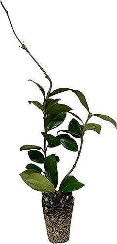 Jasmine Confederate | 10 plantas vivas | Trachelospermum Jasminoides | Fragante fácil de cultivar vid vistosas flores