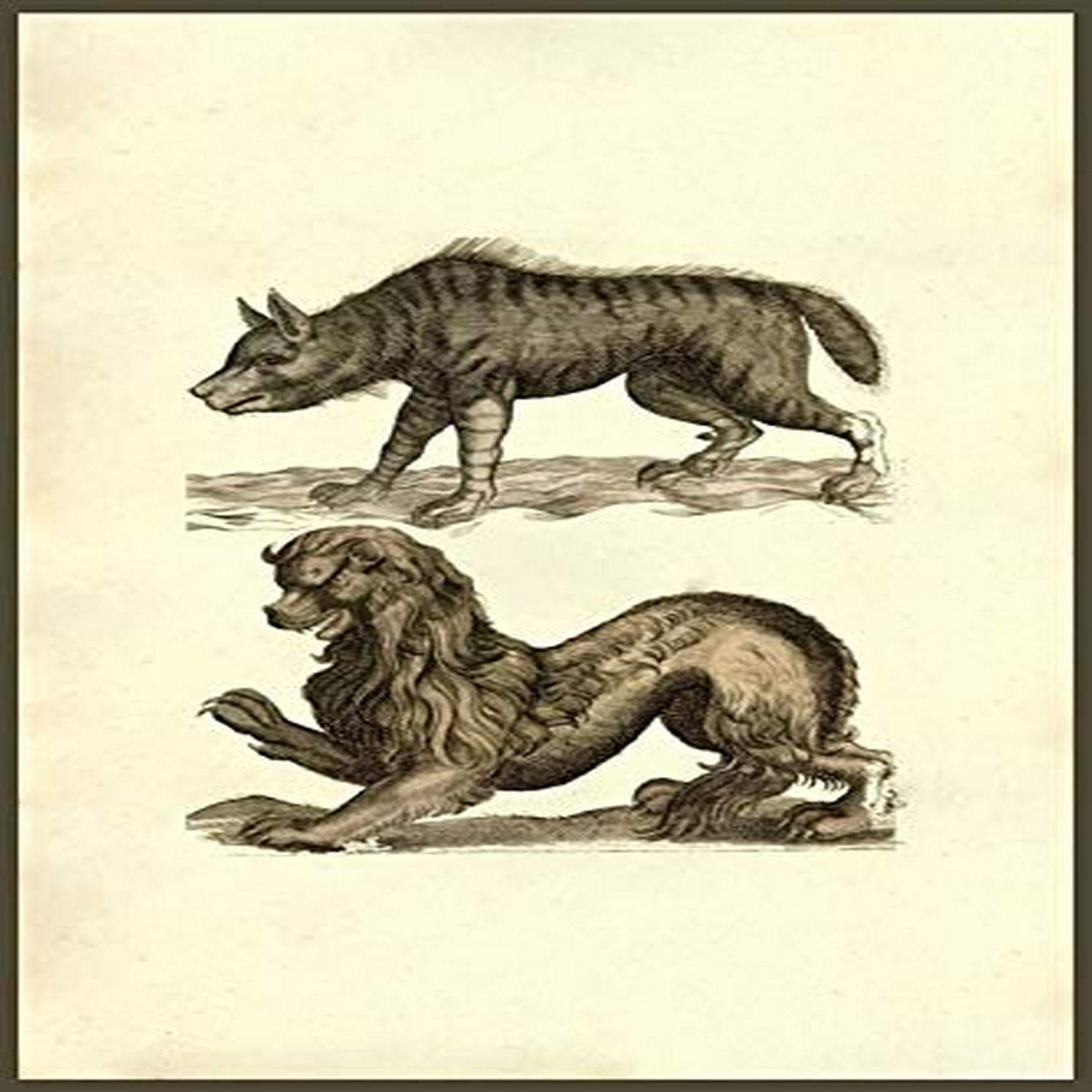 This creature looks a bit like a lion with a baboons nose and mane well-tamed by conditioner Lupus however suggests that its a wolf Scythicus suggests its from Scythia A massive steppe that stretched