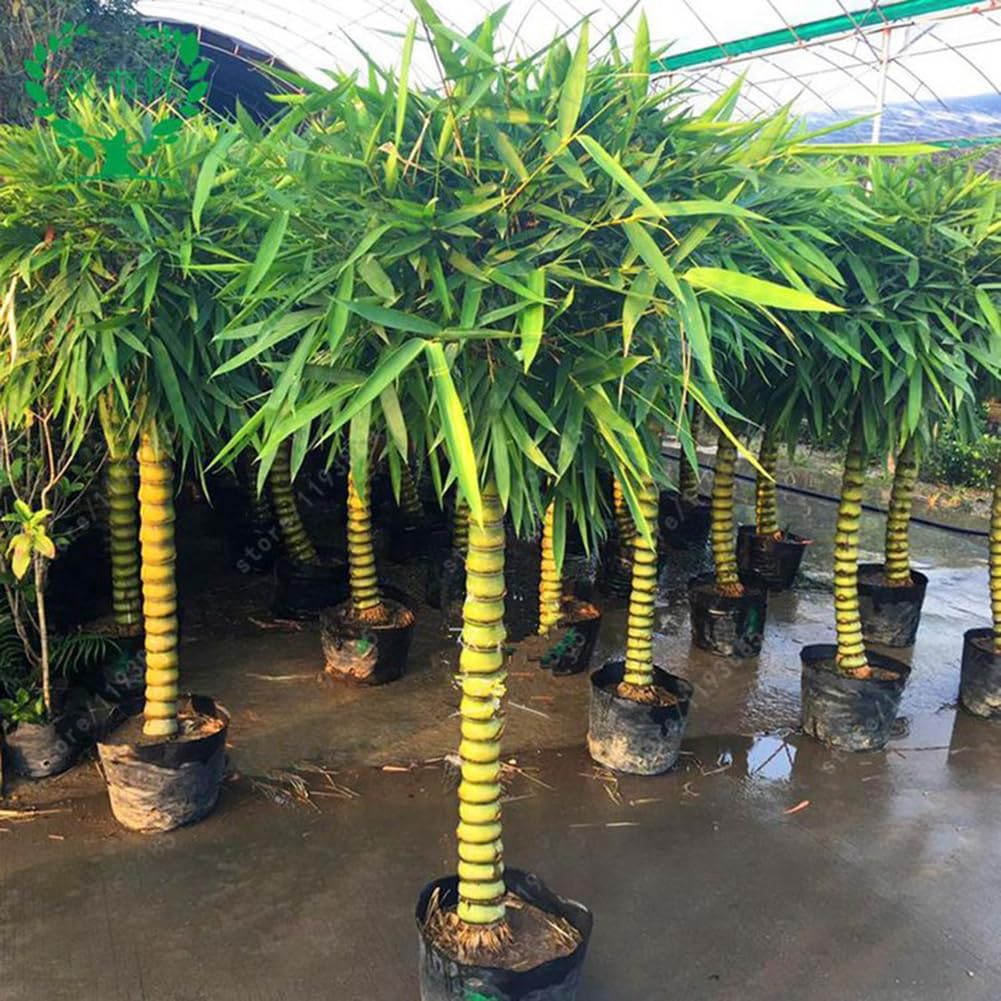 50 Stcke Seltene Bambusa Ventricosa Samen Buddha Bauch Bambus Hausgarten  Pflanzen Blume Obstbaum Gemsesamen Bambusa Ventricosa Samen : Amazon.de:  Garten