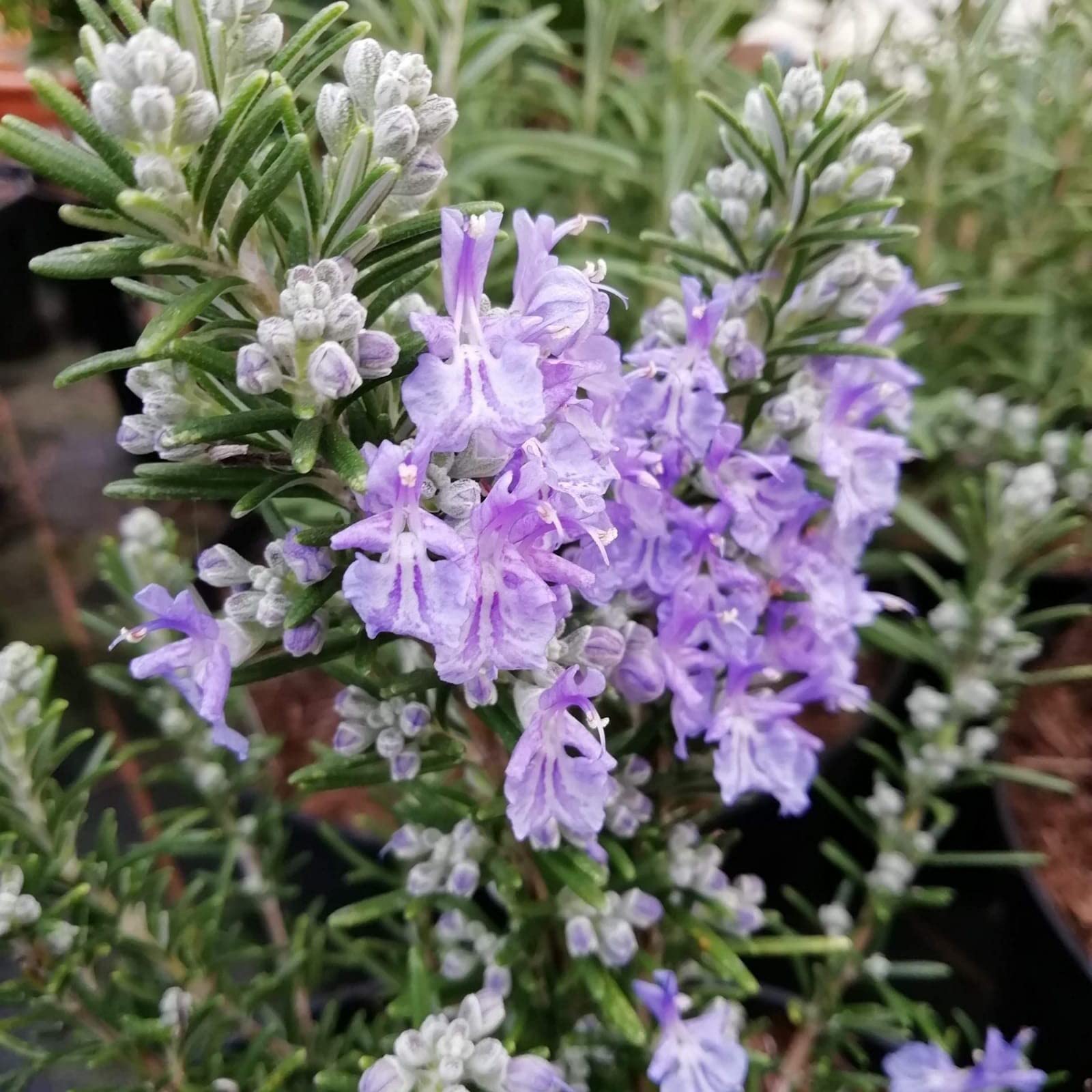 See full amazon price history chart for Guruji Plantation Rosemary Herb Plant Indoor Plant For Home and Garden with Pot (Pack of 1) (Purple) Guruji Plantation Rosemary Herb Plant Indoor Plant For Home and Garden with Pot (Pack of 1) (Purple) (B0BT9PXPYZ) Amazon Price History, Amazon Price Tracker