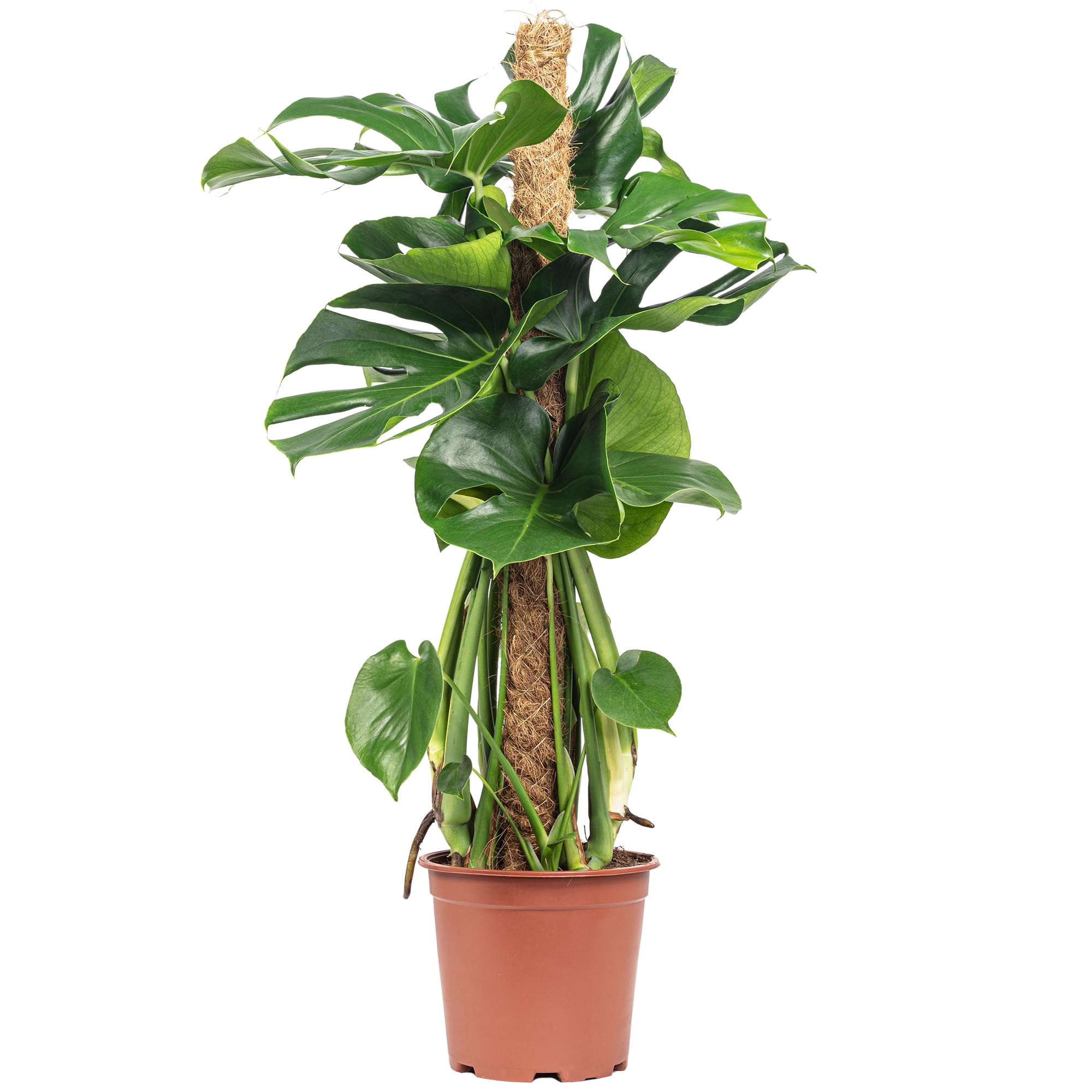 Fensterblatt am Moosstab - pflegeleichte Zimmerpflanze, Monstera deliciosa - Höhe ca. 80 cm, Topf-Ø 19 cm