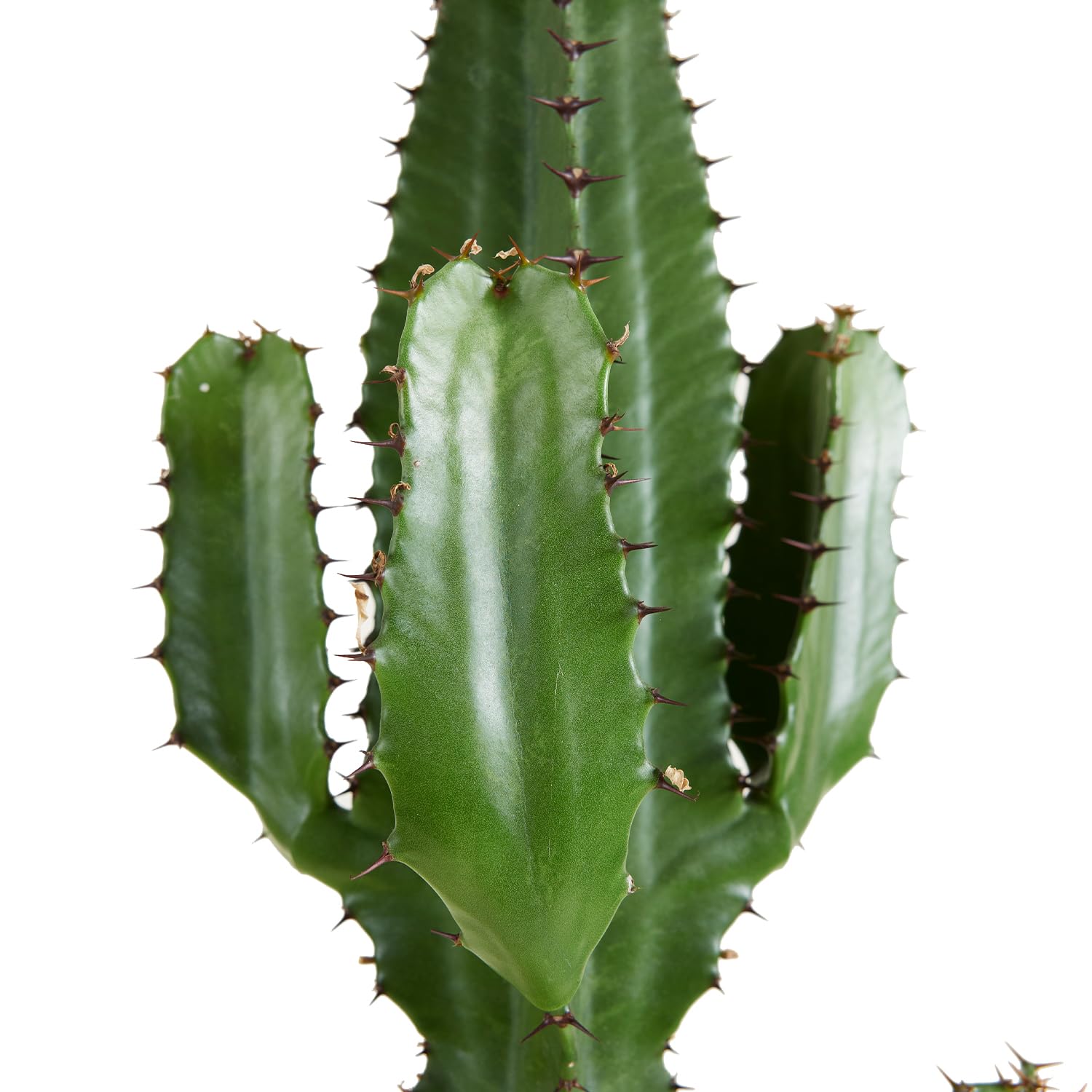 Bloomique - Euphorbia Acrurensis - Latte lupoforico - Cactus - Piante da appartamento - Facile manutenzione - Vaso 24 cm - Altezza 80-100 cm
