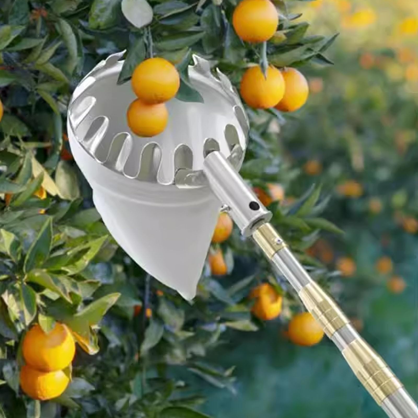 Raccogli Frutta Telescopico con Cestello, Raccogli Frutta da Albero con Cestello, for la Raccolta di Avocado, Arance, Albicocche e Limoni