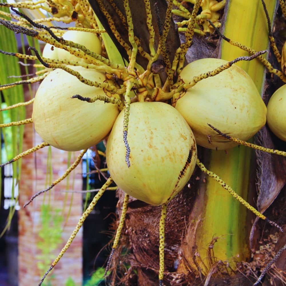 Yellow Coconut Tree Plant Sprouted, Coconut Plant Live, 6 to 8 Inc Tall, Gardening Outdoor