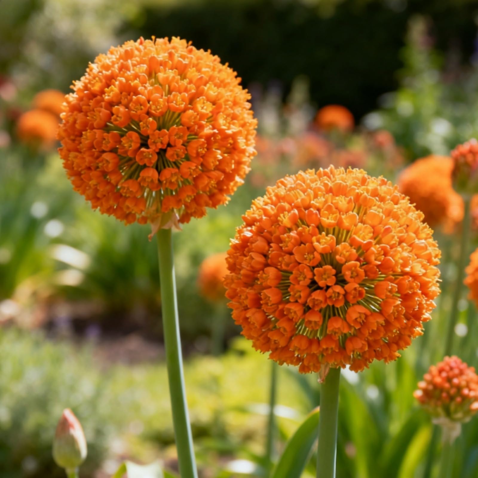 Rare Allium for Planting UK, Hardy Perennial, Excellent Display, Mix Greening Flower, Natural Organic, Wedding, Balcony Garden-3 Bulbs-B
