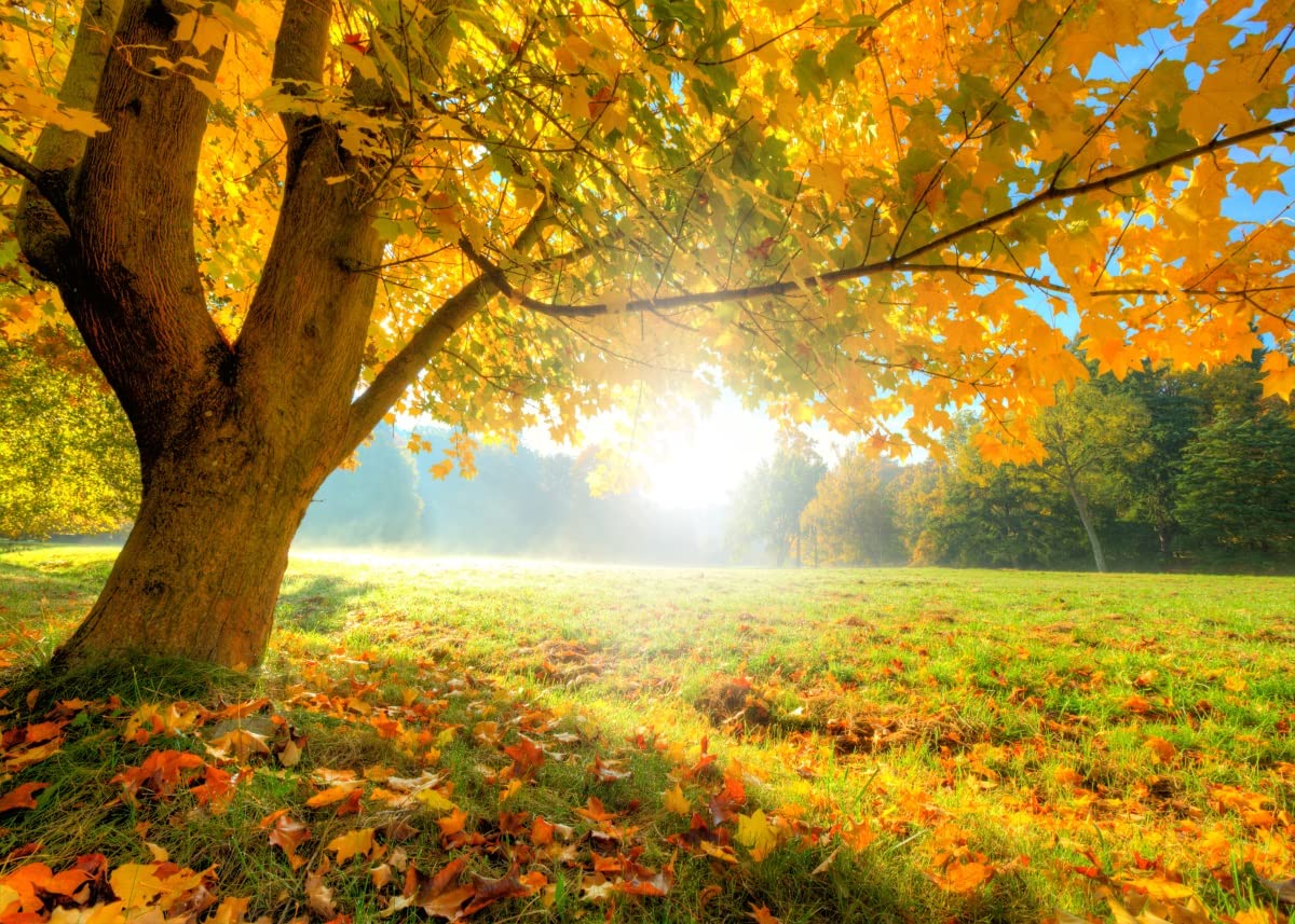 BELECO 4.6x2.5m Telo sfondo paesaggio autunnale | Paesaggio autunnale bosco alberi gialli prato foresta decidua sfondo esterni accessori foto bambini adulti