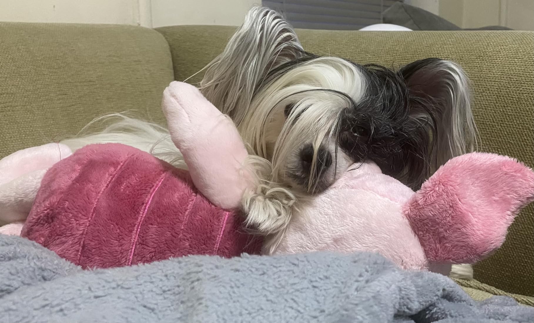 Works great for my Powderpuff