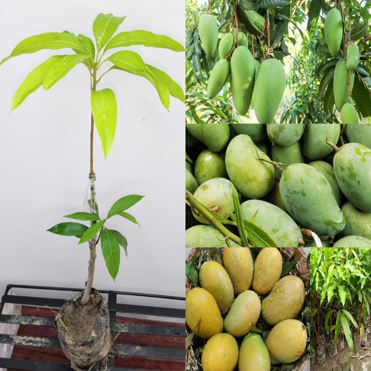 Cloud Farm Amrapali Mango (GRAFTED) Ambba,Aam Healthy Plant For Home Garden Tree Plant Height 1.5-2 Feet (Fruit After 1 Year),CF_165-image-32