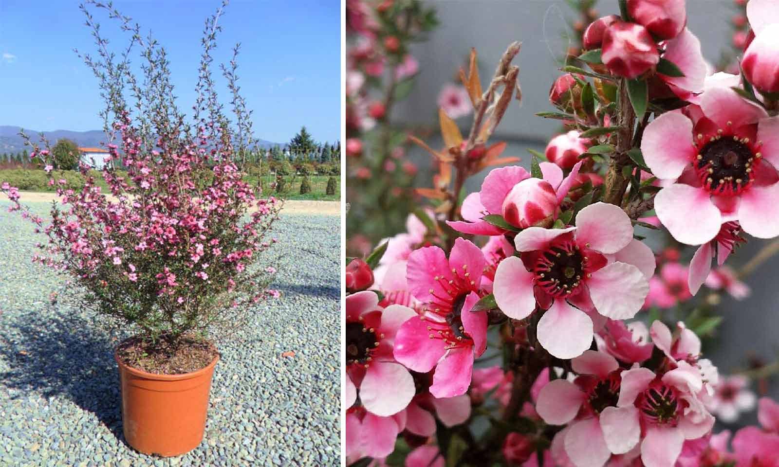 Red Manuka Leptospermum Scoparium 50+ Seeds