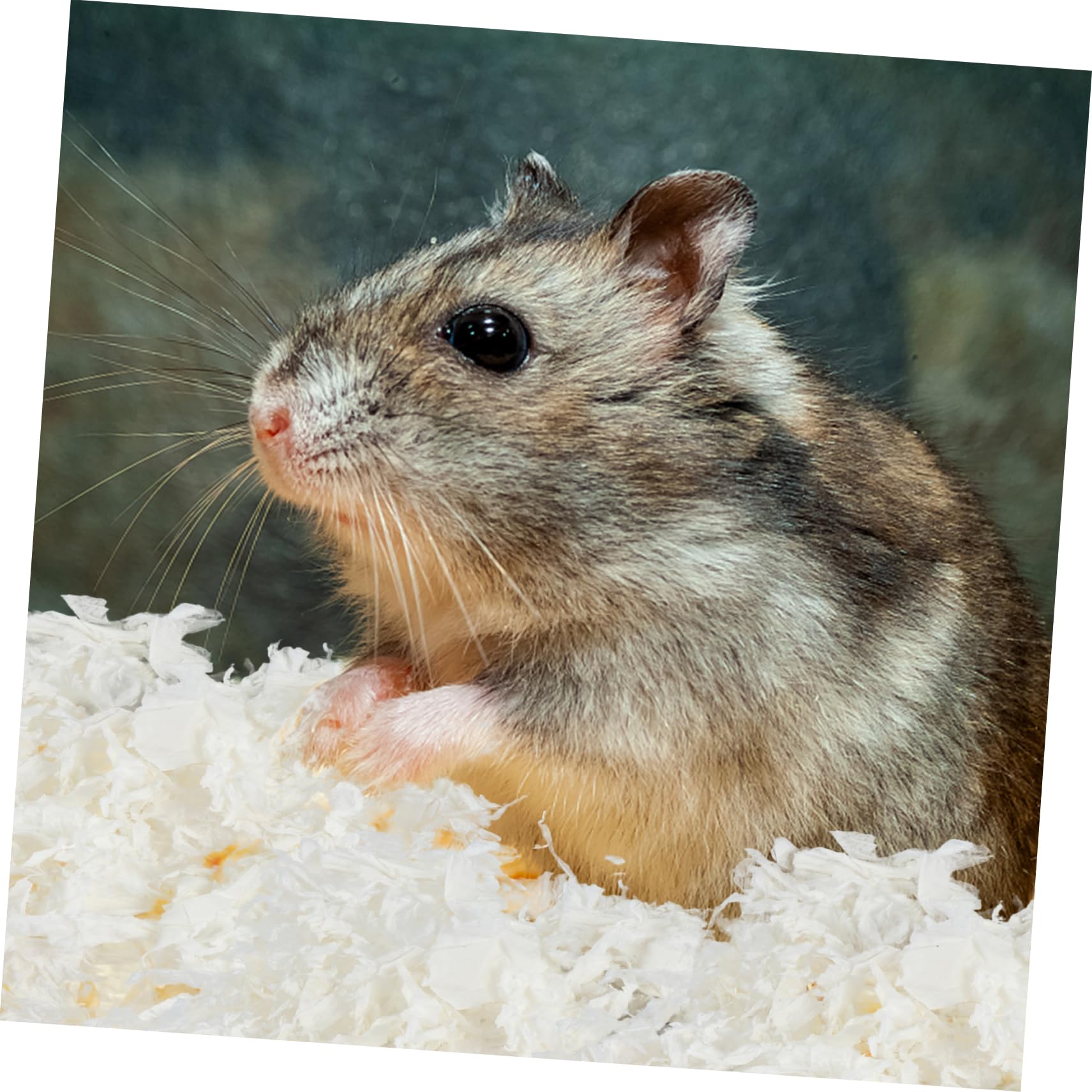 Milisten Hamsterstreu Papier 1 Packung Weiß, Weich und Warm für Kleintier