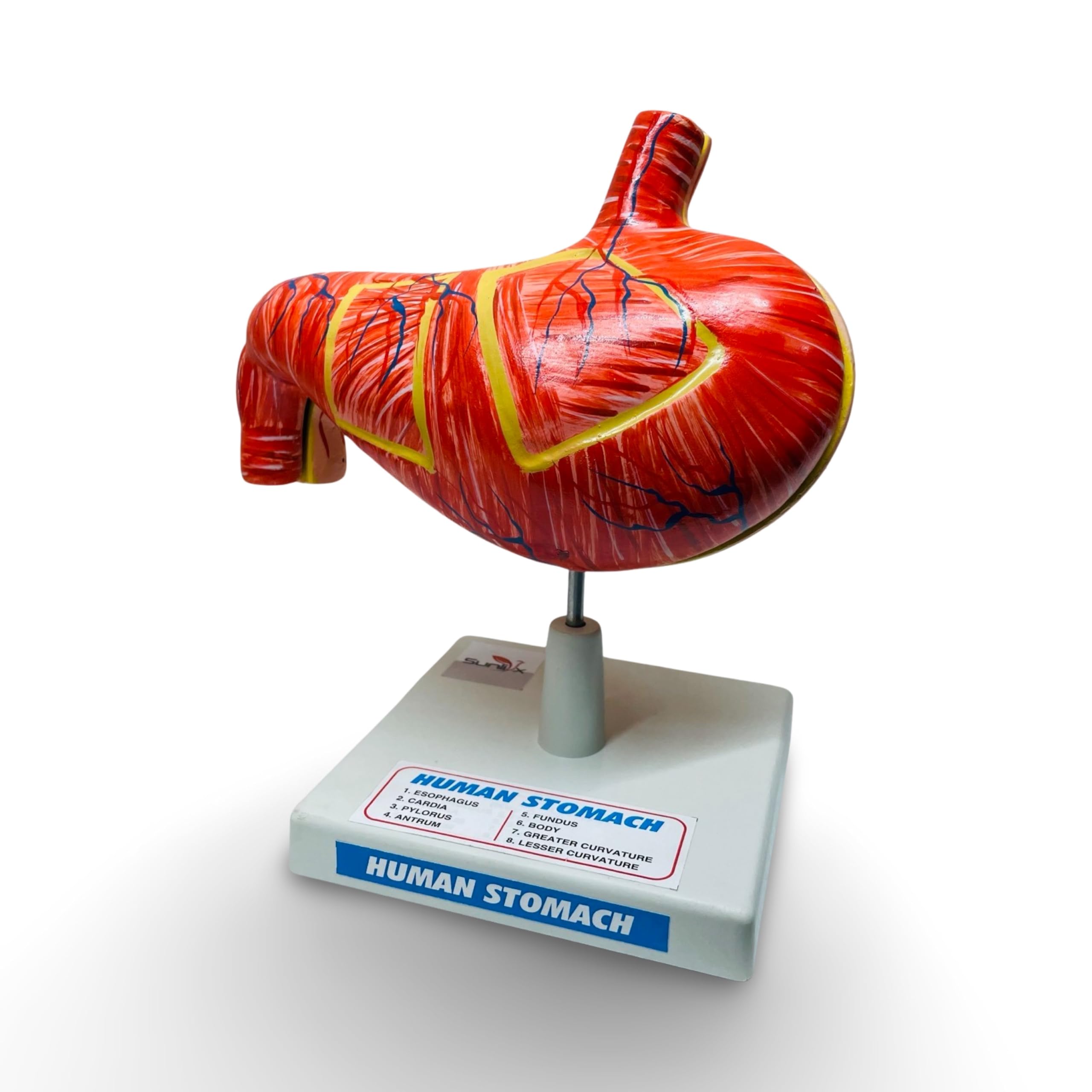 Sunlix Human Stomach Model | Detailed Human Stomach Anatomy Model | Educational Stomach Model for Students | 2 Parts Dissectible Stomach Model (B0CJF9L97D) Amazon Price History, Amazon Price Tracker