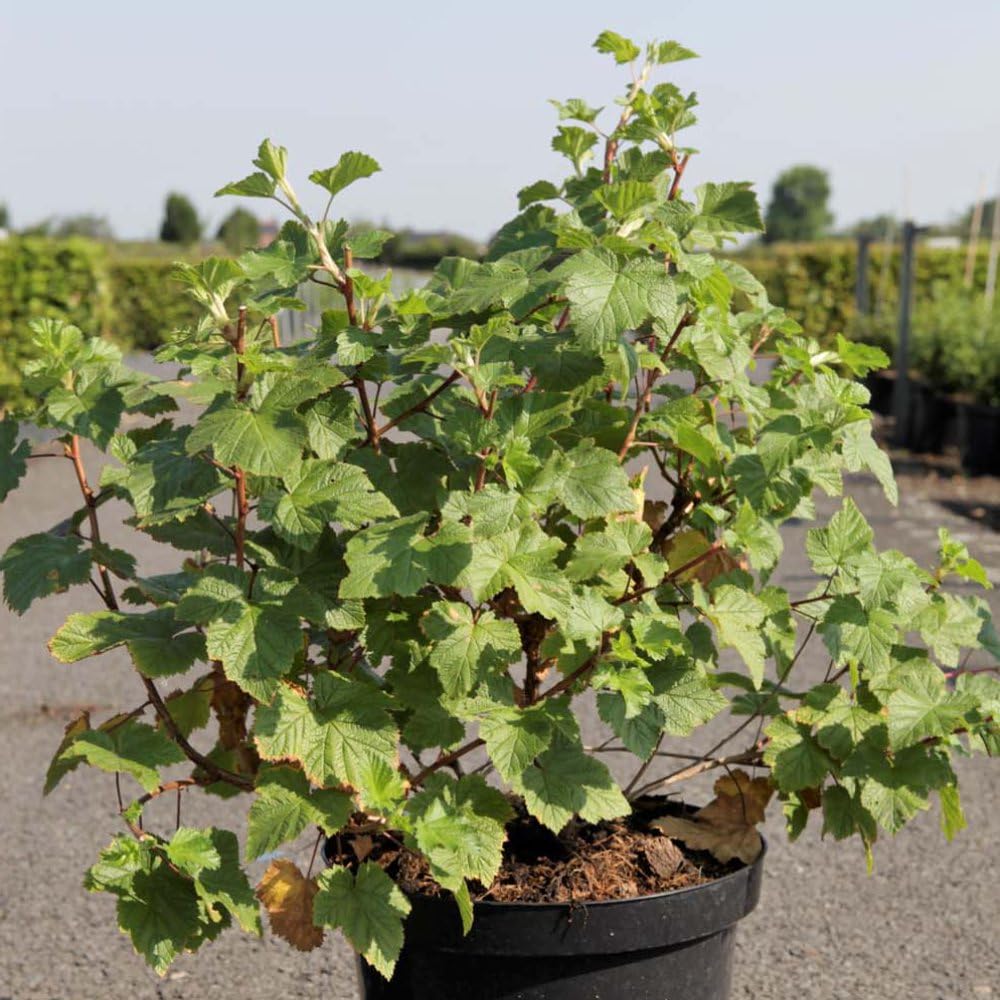 Rubus benenden - Thornless Ornamental Bramble with White Flowers, Vigorous Deciduous Shrub, RHS Award of Garden Merit, 2X 3.6 Litre Pot by Thompson and Morgan
