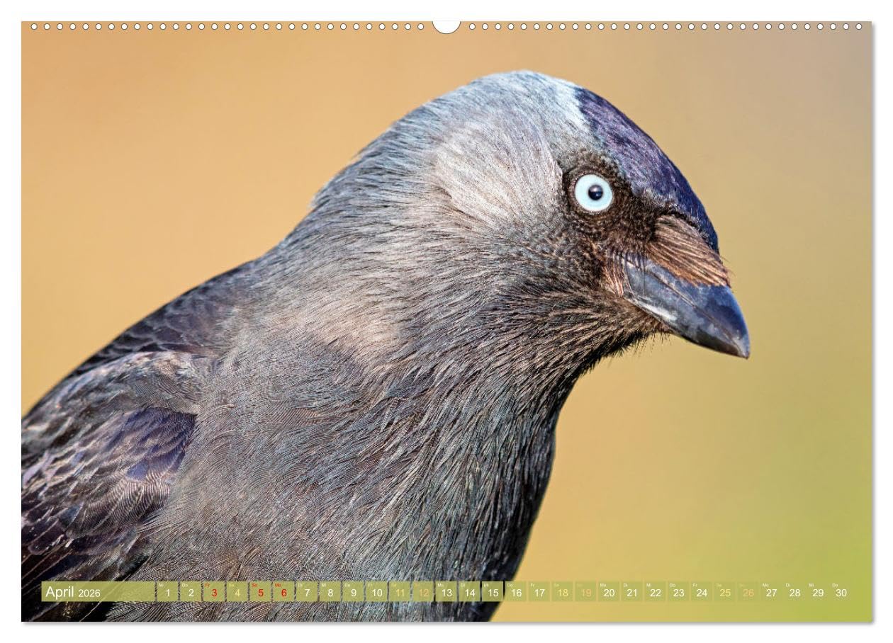 Rabenvögel: Schwarz, schlau, schön (hochwertiger Premium Wandkalender 2026 DIN A2 quer), Kunstdruck in Hochglanz: Rabe, Krähe, Elster: viel schlauer als Ihr Ruf (CALVENDO Tiere)