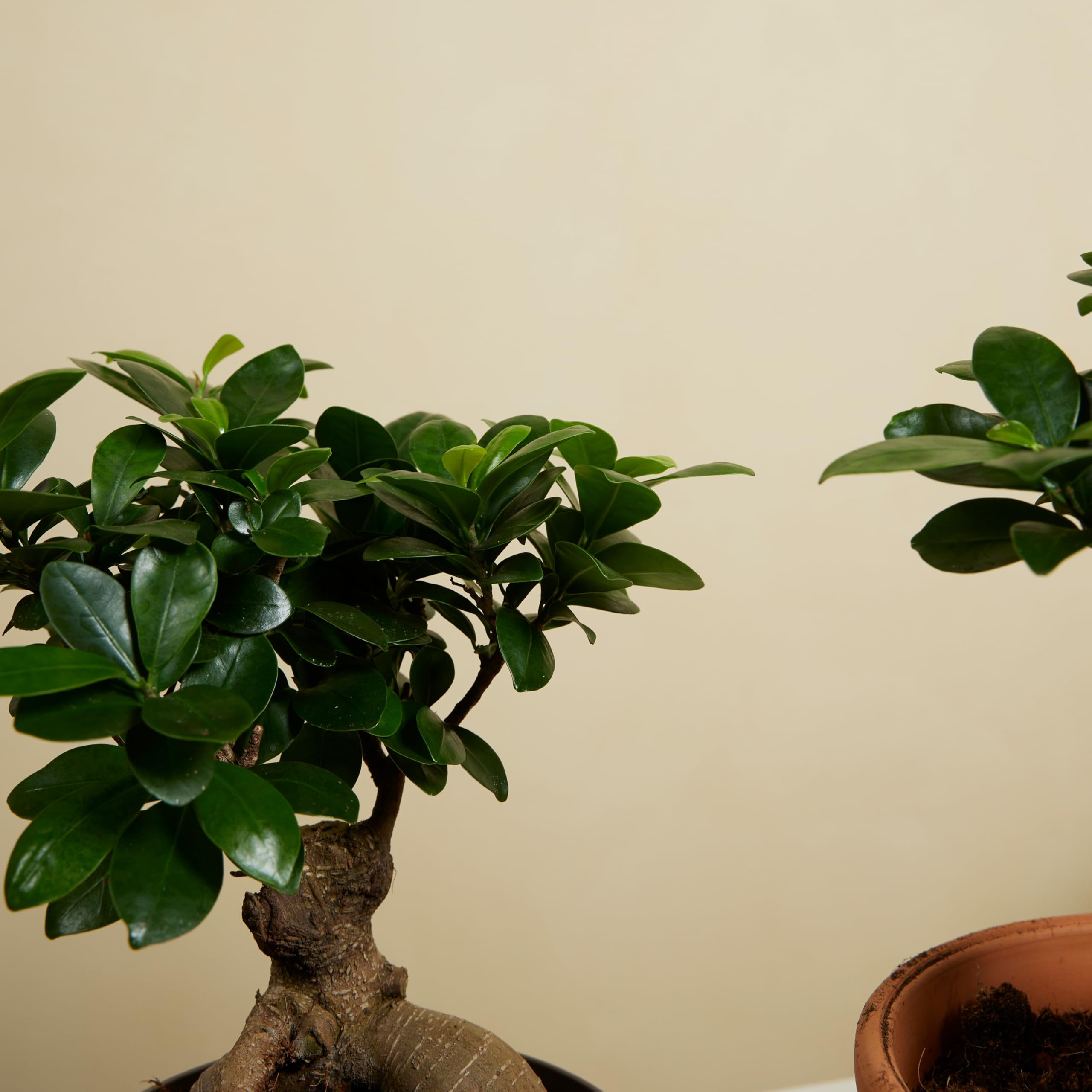 Bloomique - Set di 2 - Ficus ginseng - Bonsai - Pianta da interno - Purifica l’aria - Facile da curare - Alte 30-40 cm - Vaso 17 cm