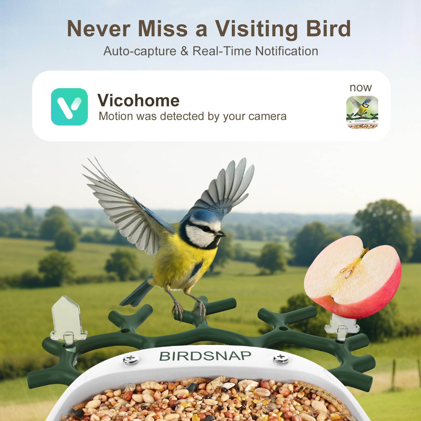 birdsnap® P33 - Comedero para pájaros con cámara alimentada por energía solar, cámara de video desmontable 2K con tarjeta de 32 GB, identificación de especies de plumas, grabación automática en el