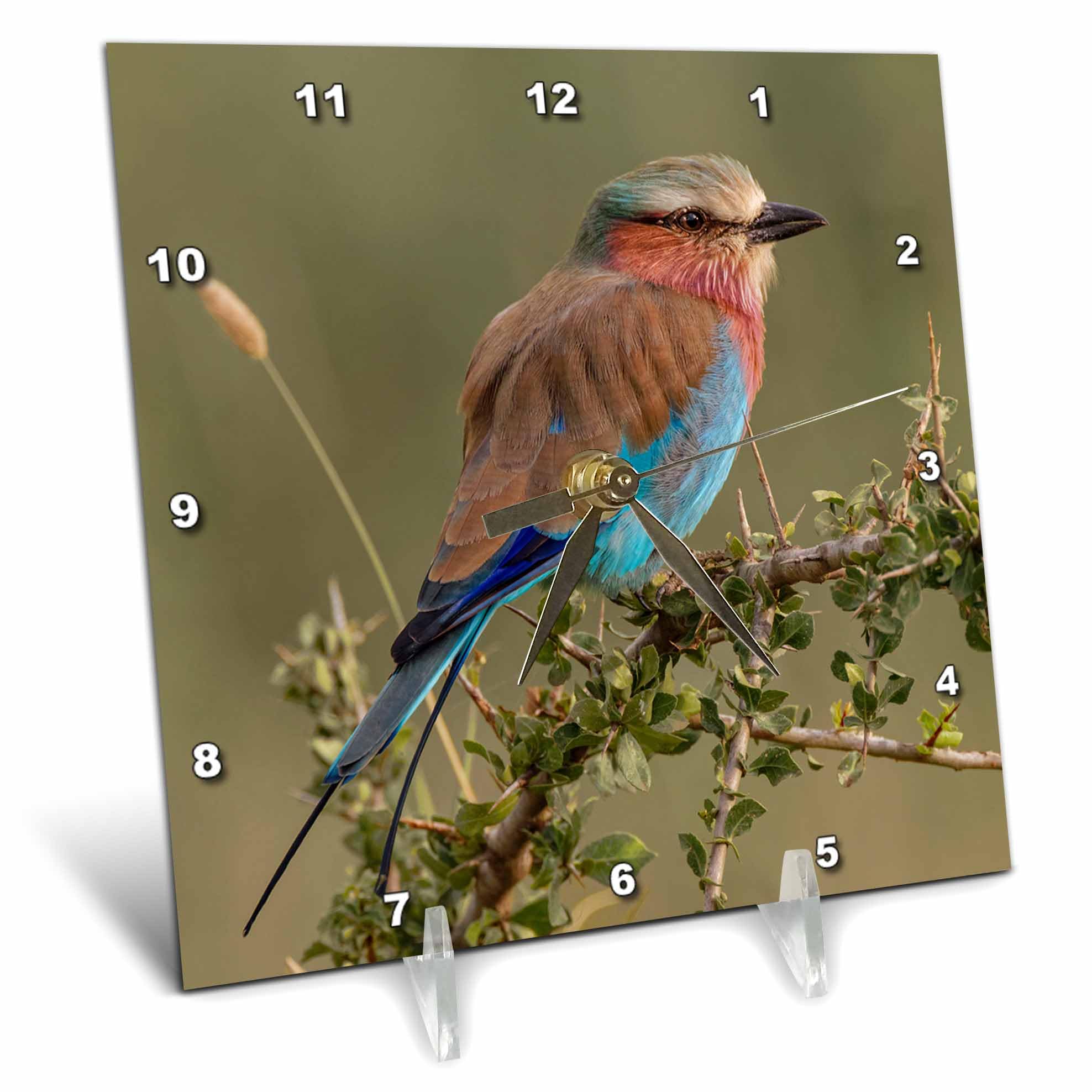 3dRose - Lilac Breasted Roller, Serengeti NP, Tanzania, Africa. - Desk Clock - (dc-366253-1)