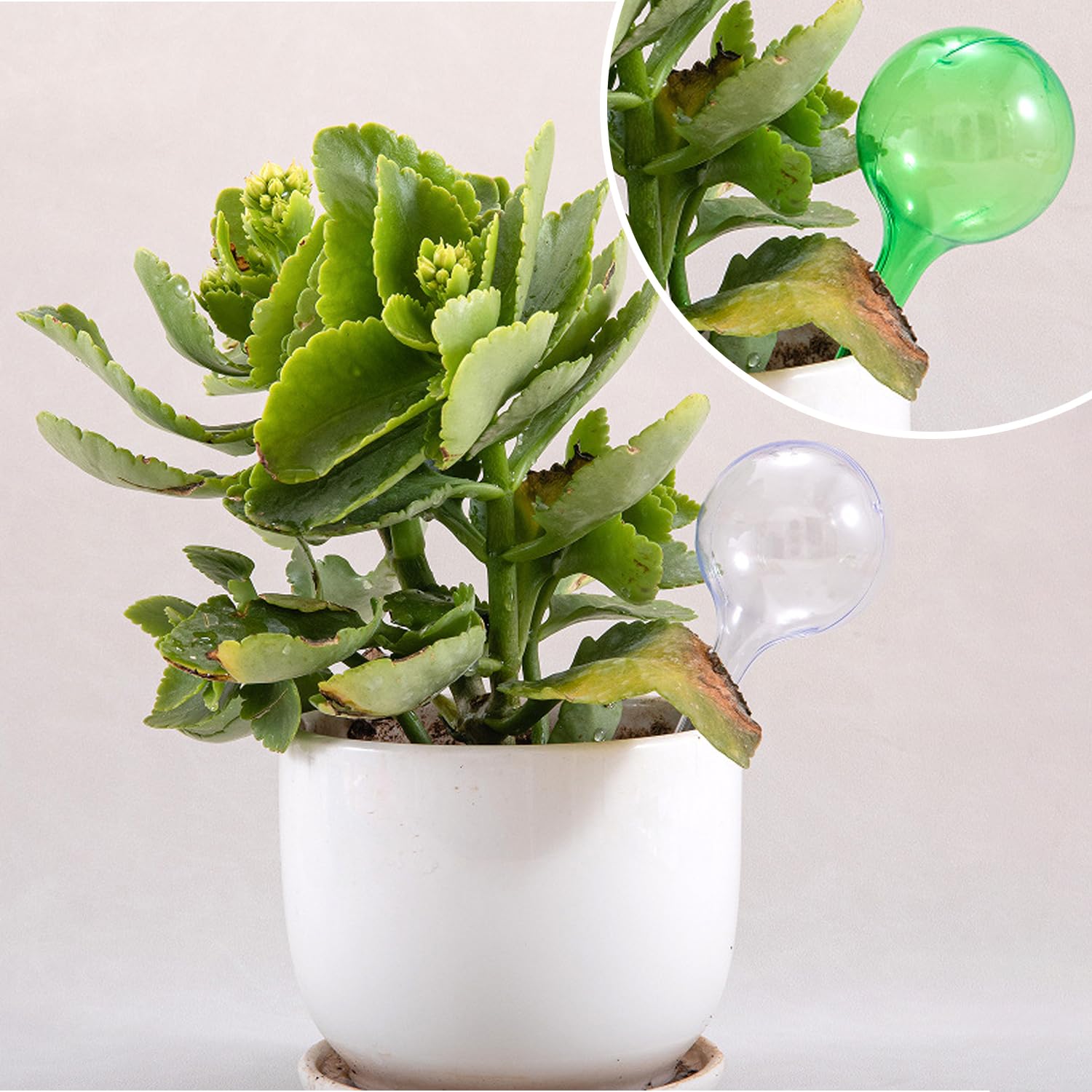 12 Acqua di Fiori Automatici in Plastica, A Sfera di Pianta Creativa, Trasparente E Visibile, Riutilizzabile, Adatto al Giardino all'Interno E All'Aperto.