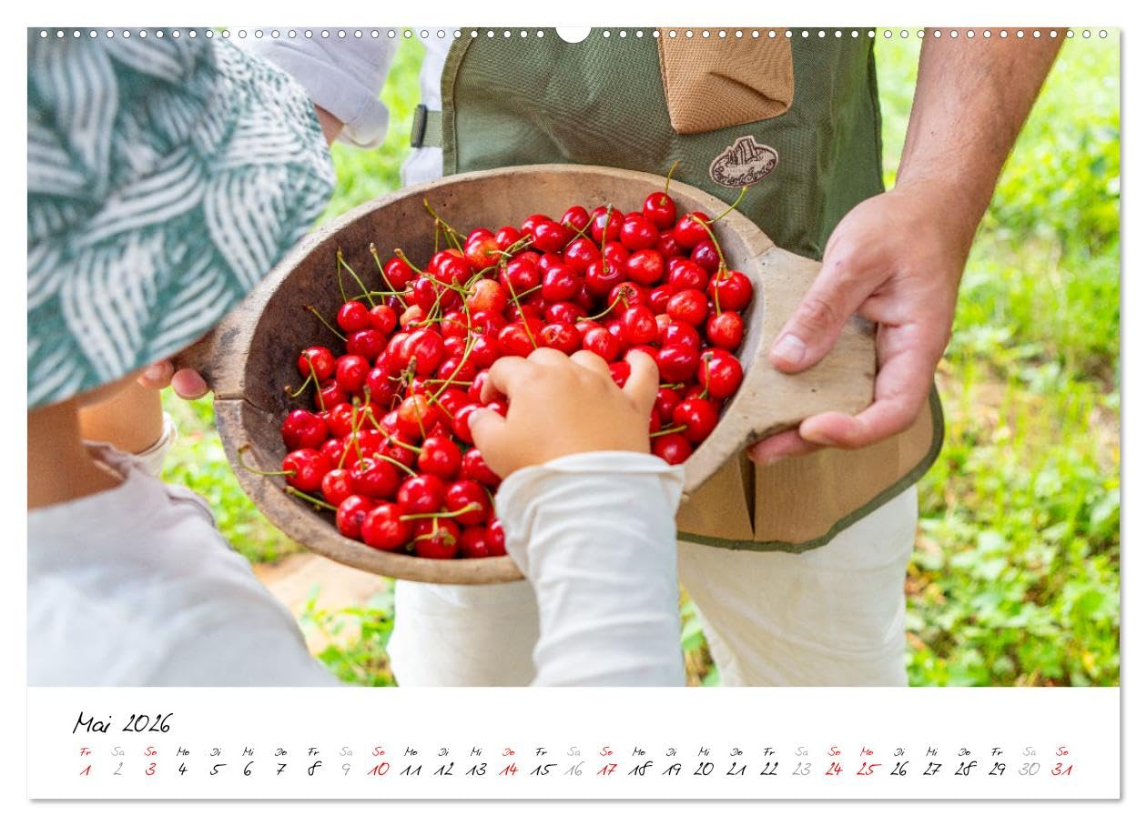 Kirschen aus dem Garten – Erntekalender (hochwertiger Premium Wandkalender 2026 DIN A2 quer), Kunstdruck in Hochglanz: Dieser liebevoll gestaltete ... im Garten lieben. (CALVENDO Natur)