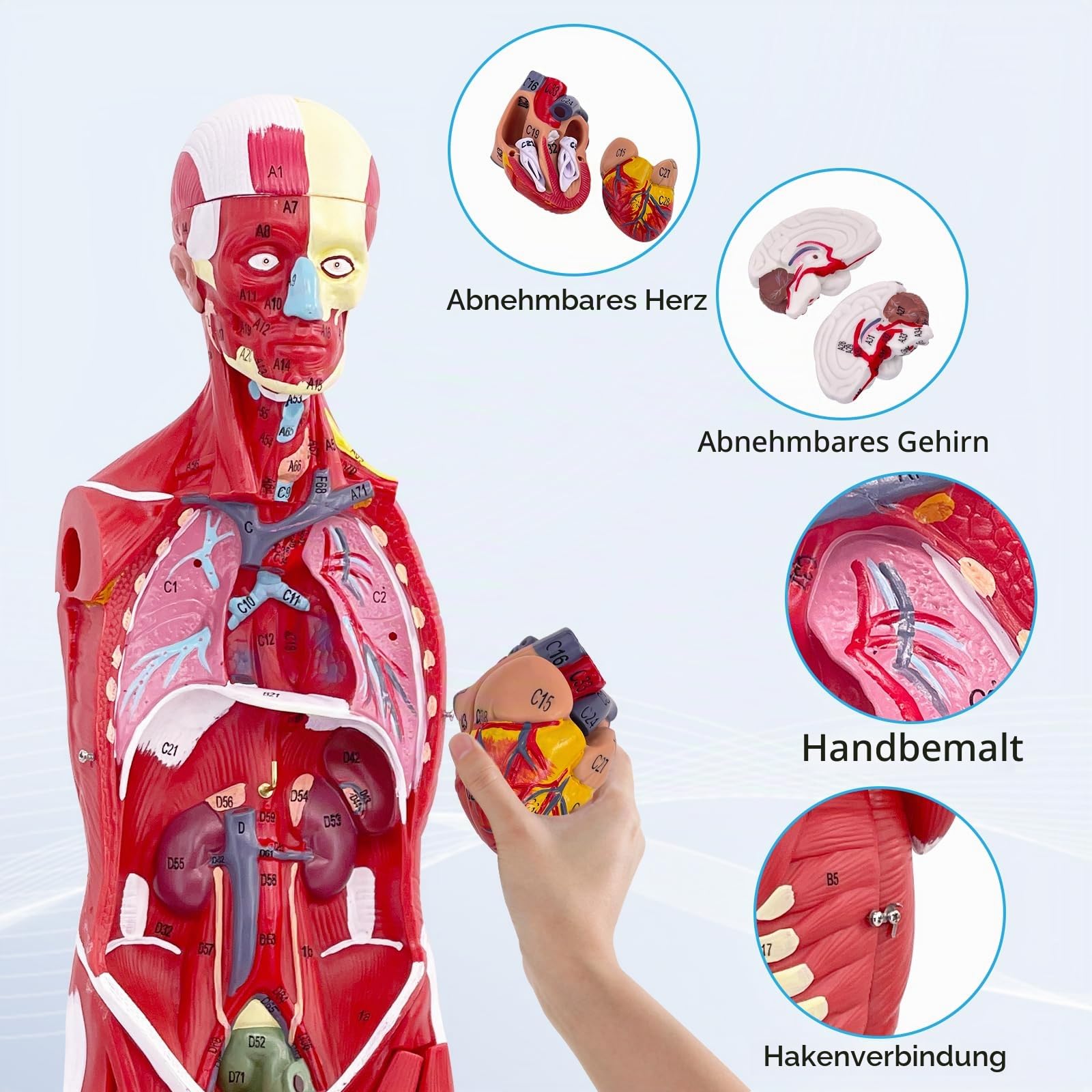 Menschliche Anatomie Muskel-Modell, Muskel Modell 80cm mit Abnehmbarem Organ 27 Teilig, Muskulatur Modell für Medizinische Physiologie, Studium und Lehre (Menschliche Muskulatur)