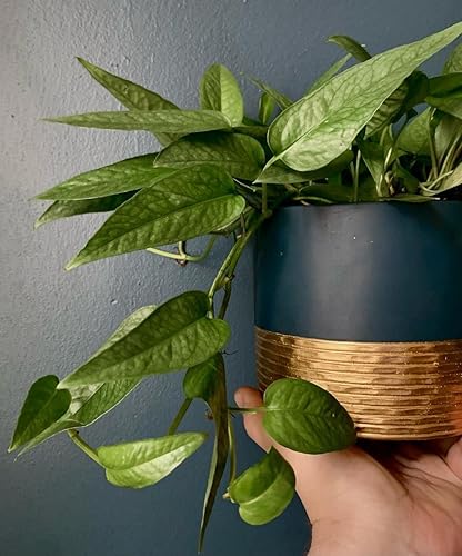 Miniatura 4 de POTEY Macetas de cemento para plantas de interior  Maceta de hormigón suculenta de 5 pulgadas con agujeros de drenaje 5549NY, juego de 2, planta no