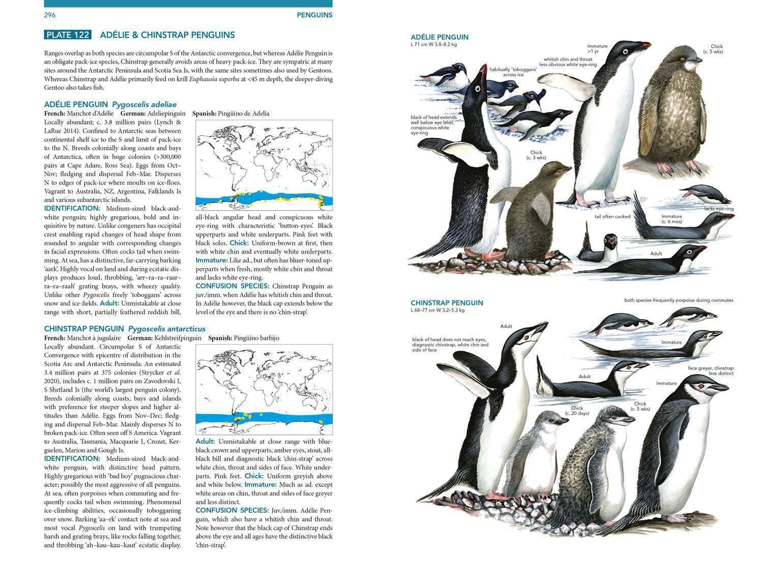 Seabirds. The New Identification Guide