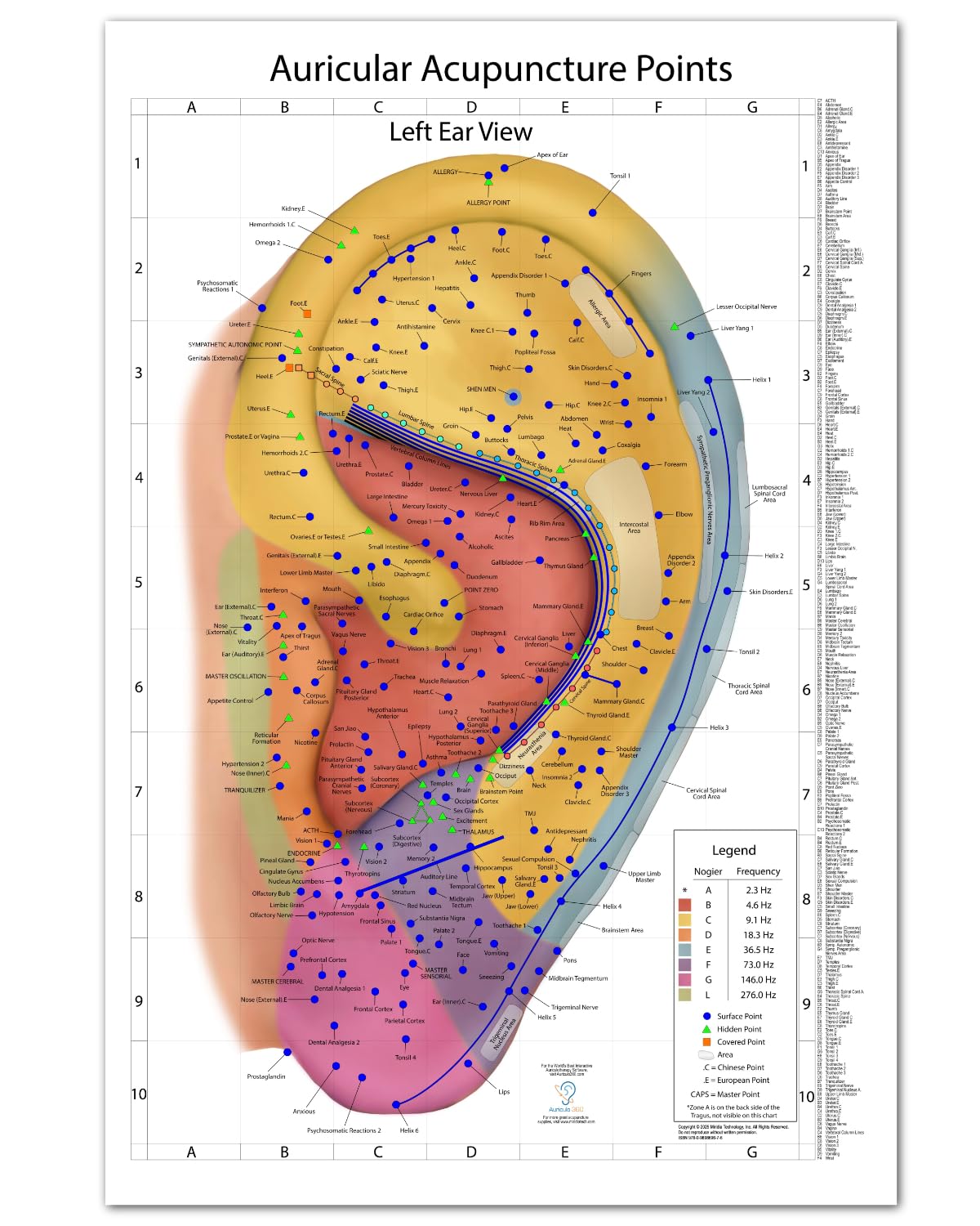Comprehensive Auriculotherapy Wall Chart - 2025 Edition | 240+ Points, Chinese & European Acupuncture | Stunning 24x36 Full-Color Reference, Left Ear