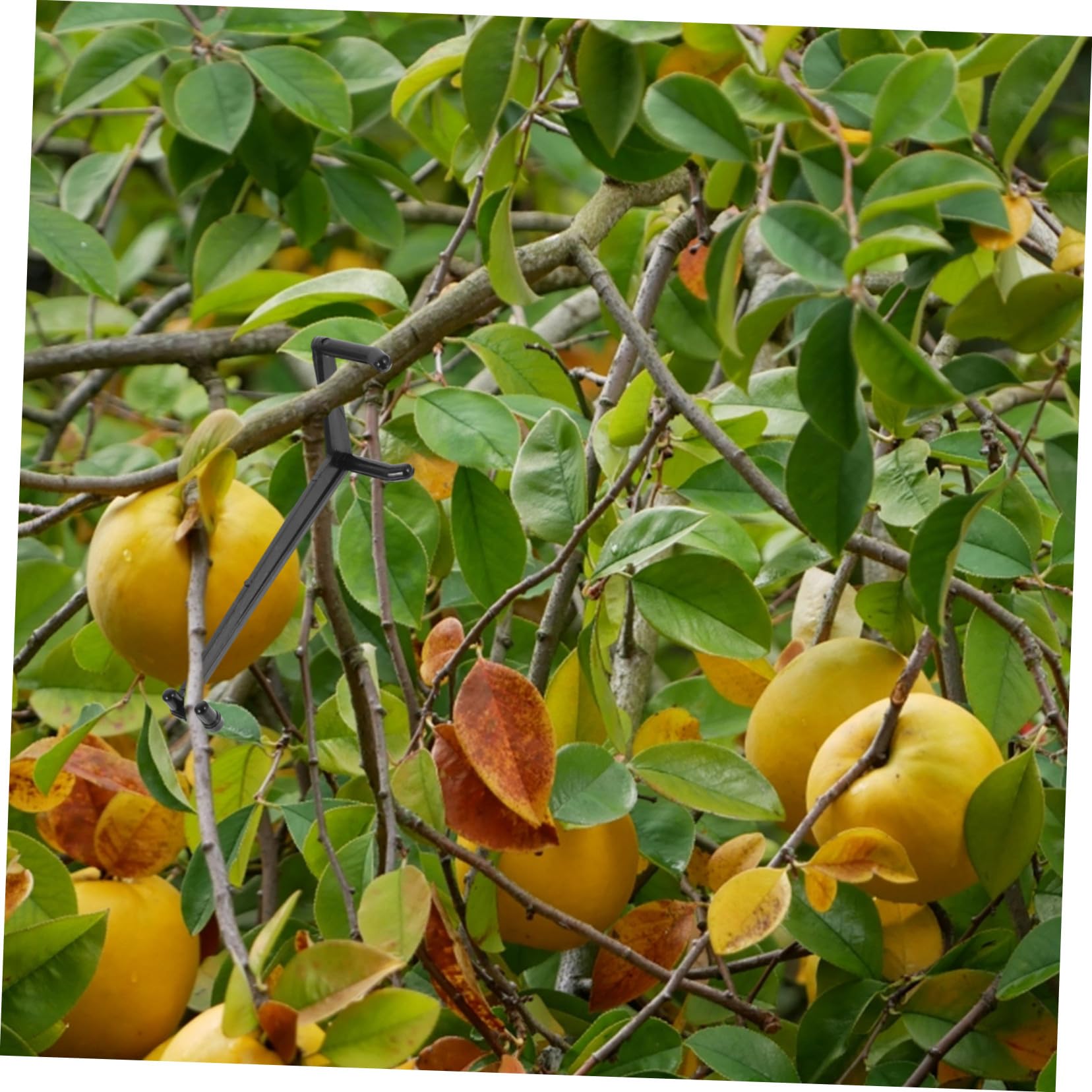 Set 10 Pezzi Strumenti per Piegatura Rami di Piante e Alberi da Frutto in PE Nero, Accessori per Modellazione Rami, Supporto per Giardinaggio e Cura Piante