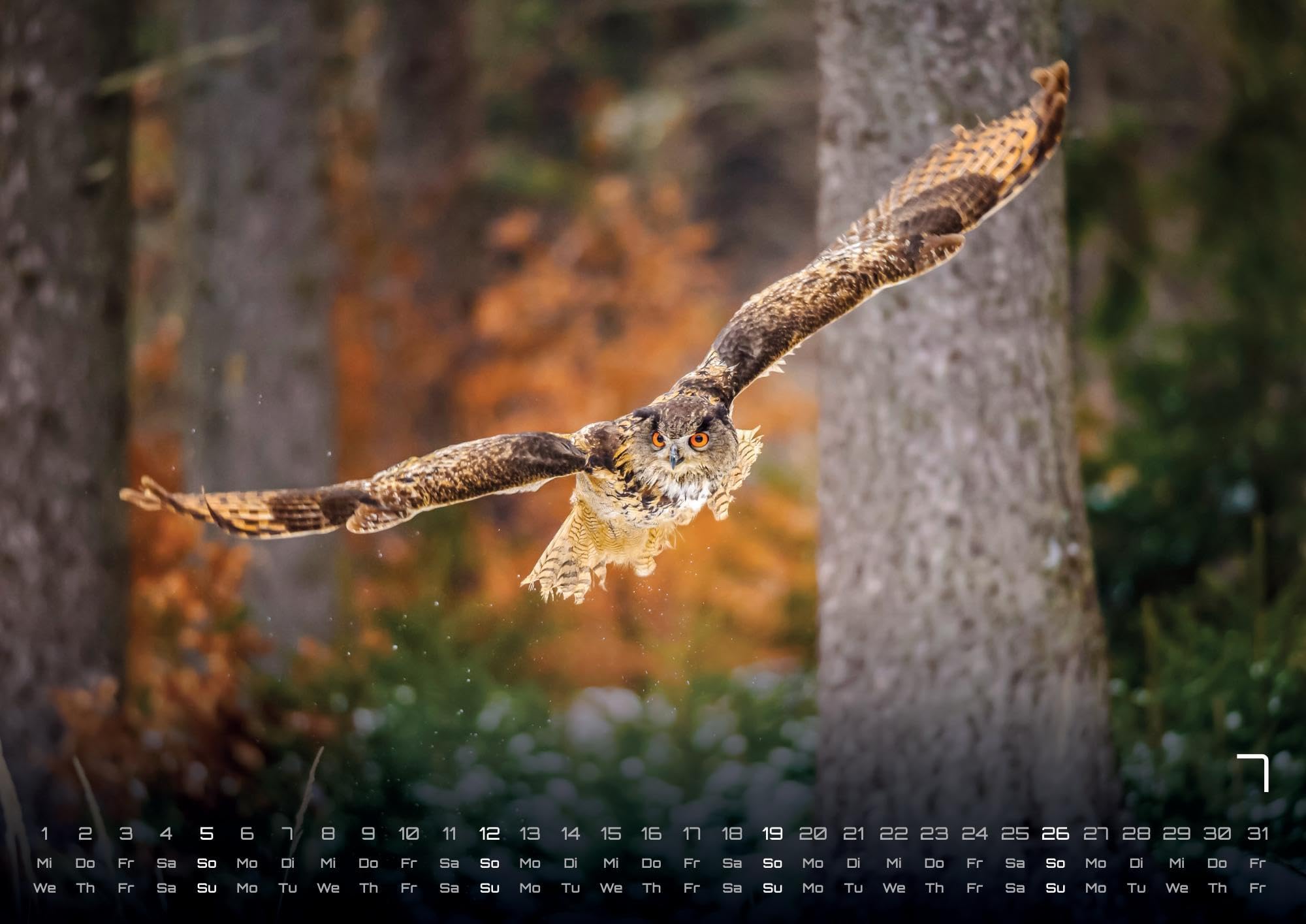 Eulen - Wächter der Nacht - 2026 - Kalender DIN A2: Der Wandkalender mit den schönsten Eulen-Motiven für das Jahr 2026 im extragroßen Format DIN A2 (ca. 60 x 42 cm)!