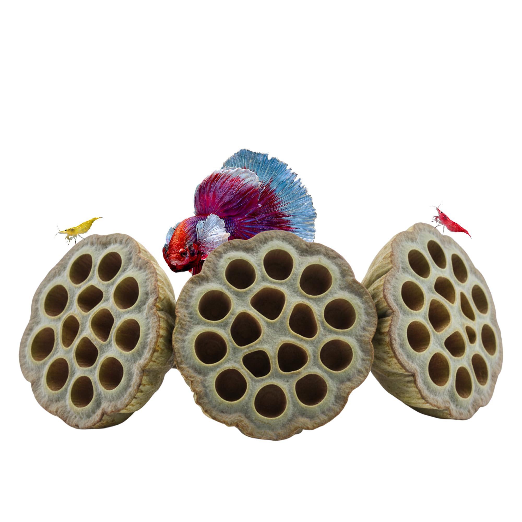 CTWPets Natural Lotus Pods for Aquarium Shrimp & Betta Fish Botanicals for Blackwater Tanks, Tannin Release, Aquascaping & Natural Grazing (3 Pack)