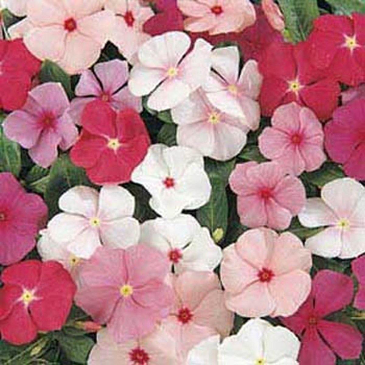 Vinca- Periwinkle- Mixed colors- 50 Seeds