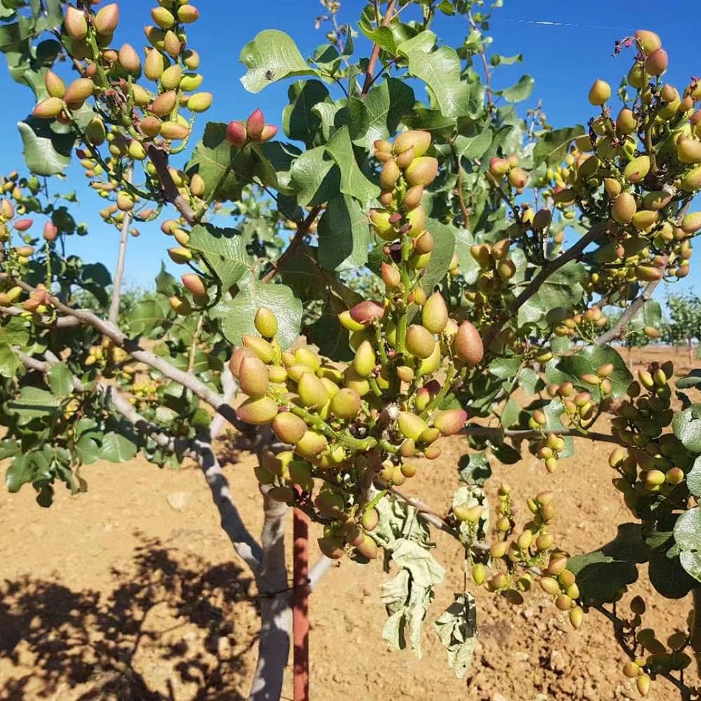 Semillas árbol Pistacho Exótico Semillas De Pistacho Real (Pistacia Vera) - 10 A 50 Semillas Listas Para Plantar Con Etiqueta De Cultivo Semillas Pistacho Con Etiqueta Instrucciones - Foto 4