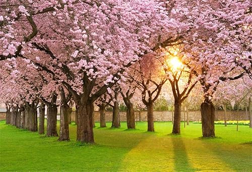 Yeele Telón de fondo de flores de cerezo de 10 x 8 pies para fotografía, parque de primavera, sol, rosa, verde, prado, jardín, romántico,