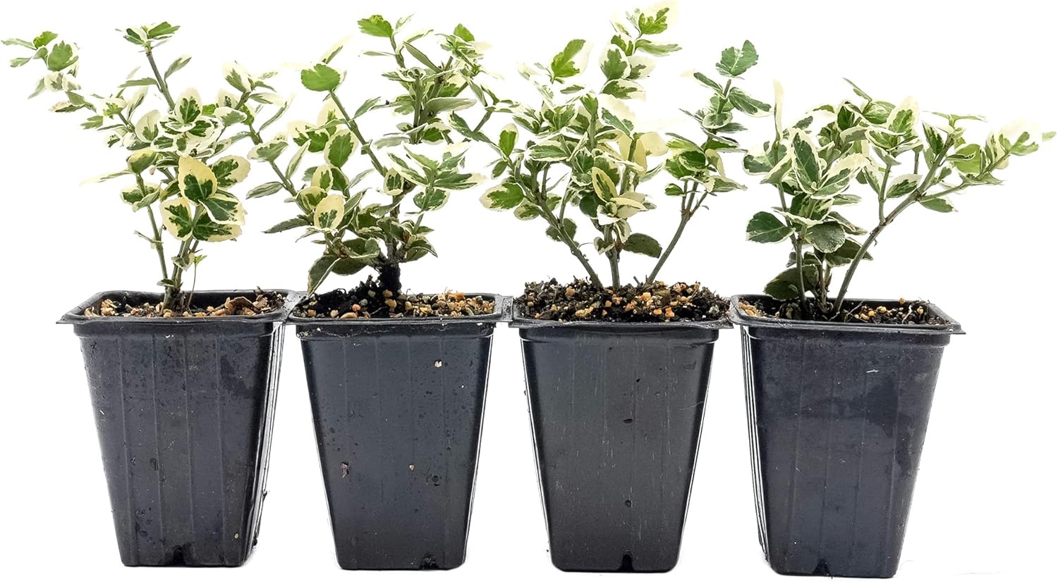 4 Emerald Gaiety Euonymus in 3.5” Nursery Cubes (Euonymus fortunei ‘Emerald Gaiety’) | Dense, Low-Growing Evergreen Shrub with Variegated Green and Cream Foliage | Live Starter Plants