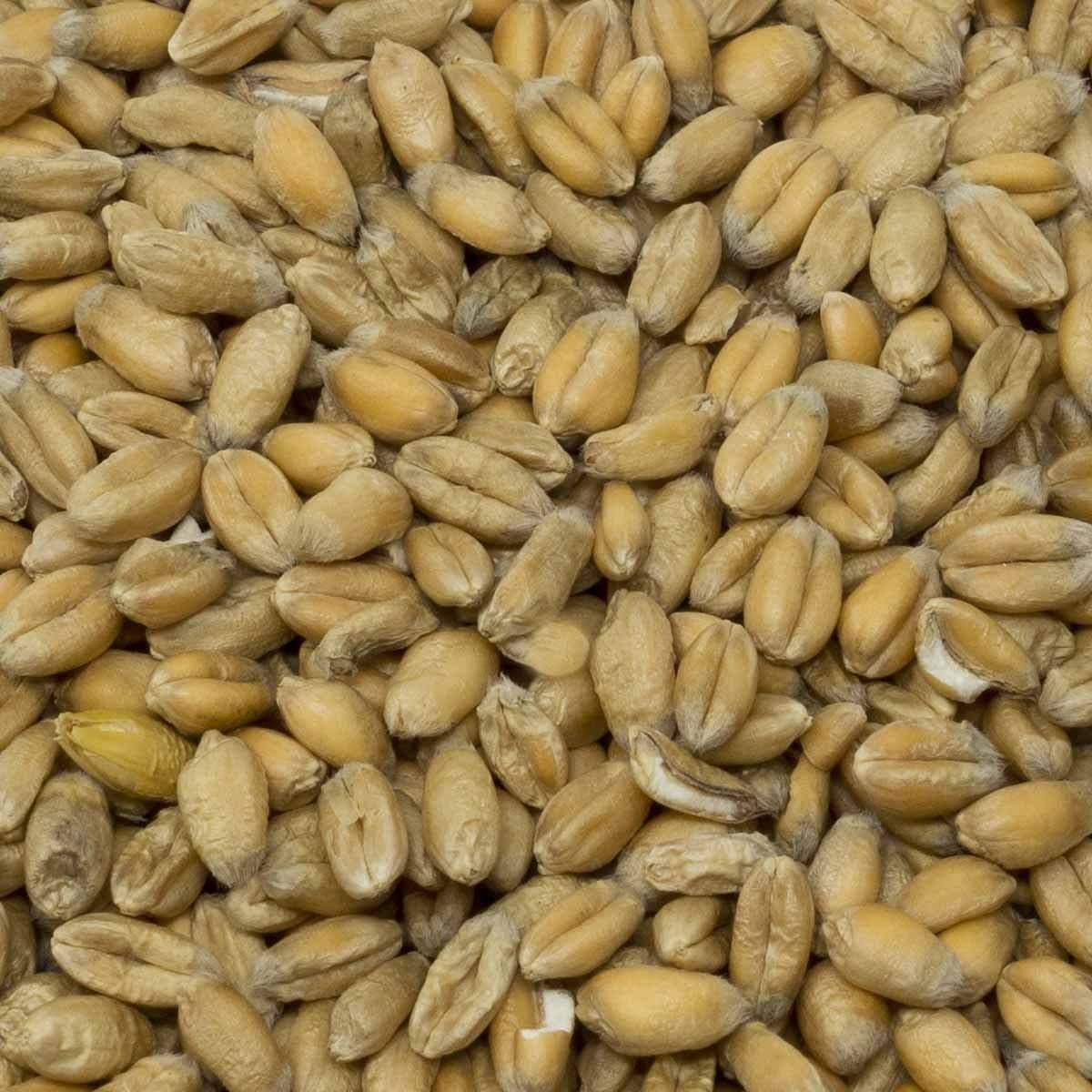 Leimüller Pszenica ekologiczna Premium 25 kg – pszenica ekologiczna kury nioski