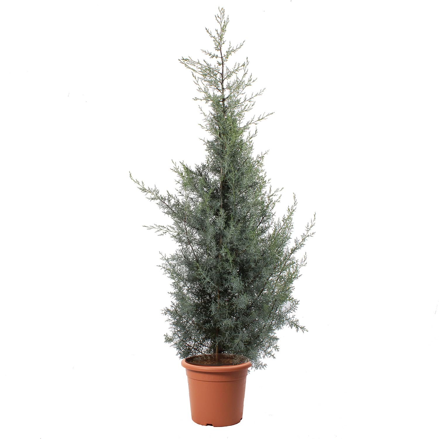 KENTIS - Cupressus Arizonica Fastigiata Glauca - Cyprys niebieski - Prawdziwy wieczny żywopłot zewnętrzny - Ogród - wys. 125/150 cm Ø 24 cm