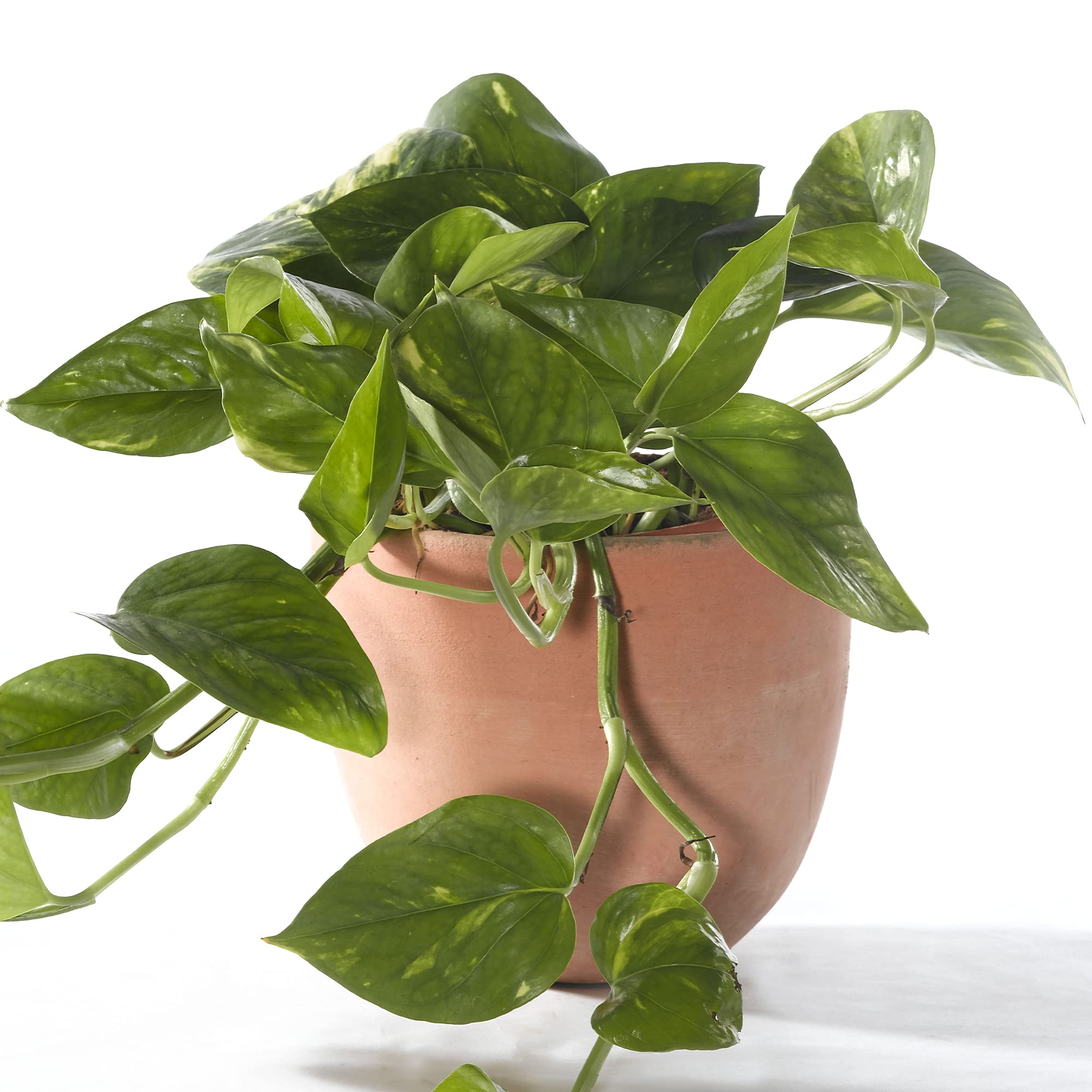 Epipremnum Aureum - Gemeiner-Efeu | Hngekorbpflanze | Tropische  Zimmerpflanze : Amazon.de: Garten