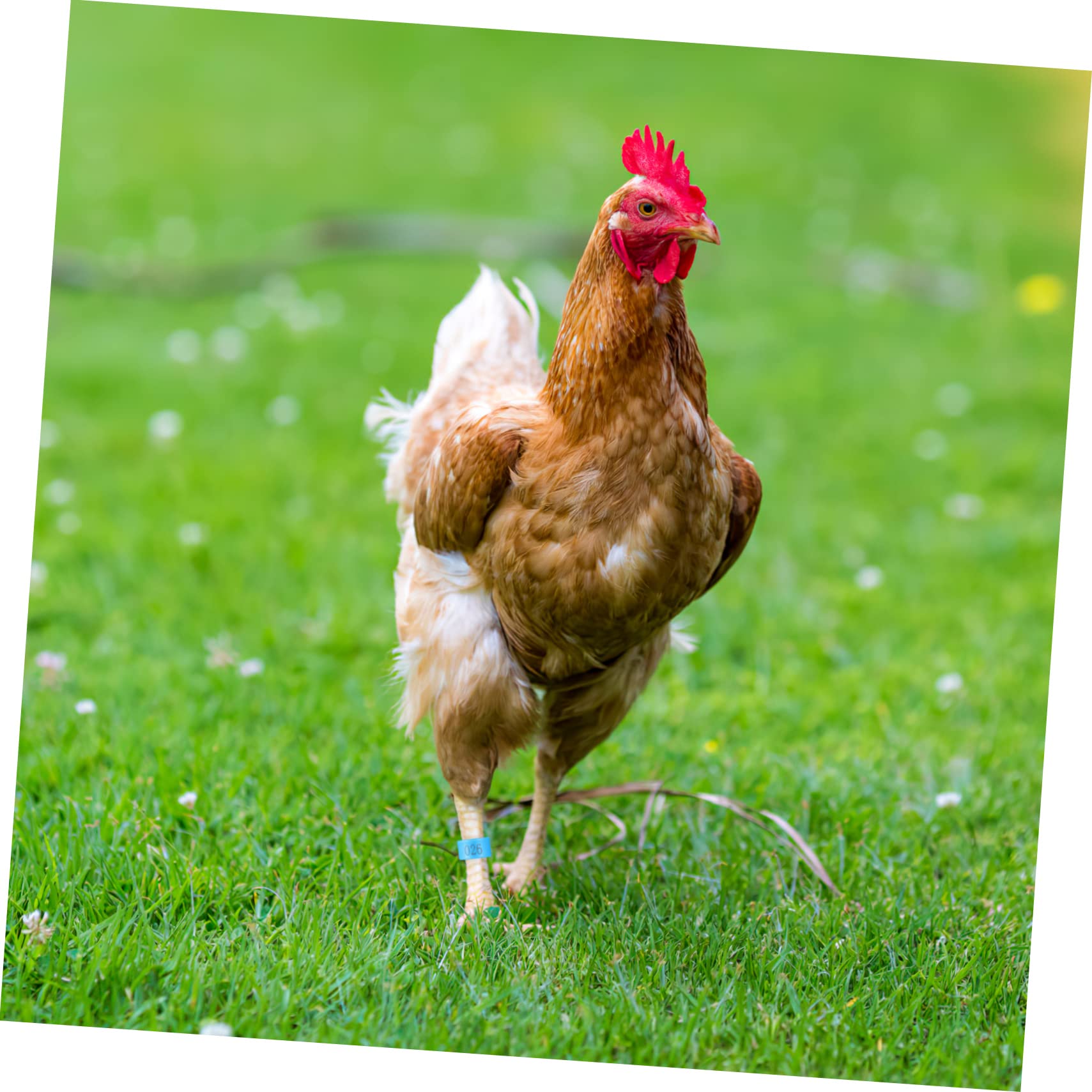 200 Uds Anillo De Tobillo De Pollo Anillos para Patas De Paloma Anillos para Pies Bandas para Patas para Pollos Bandas para Patas De Pollo Numeradas Bandas para Patas De Paloma