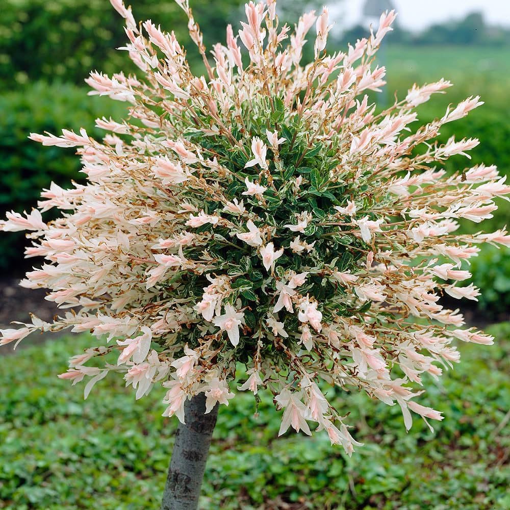 YouGarden 2 x 80-90cm Flamingo Willow Trees in 3L Pots. Salix Integra 'Hakuro-nishiki' Exotic Patio Plant for Garden. Plants Outdoor Garden Ready. Colourful Tree for Garden. Low Maintenance Trees
