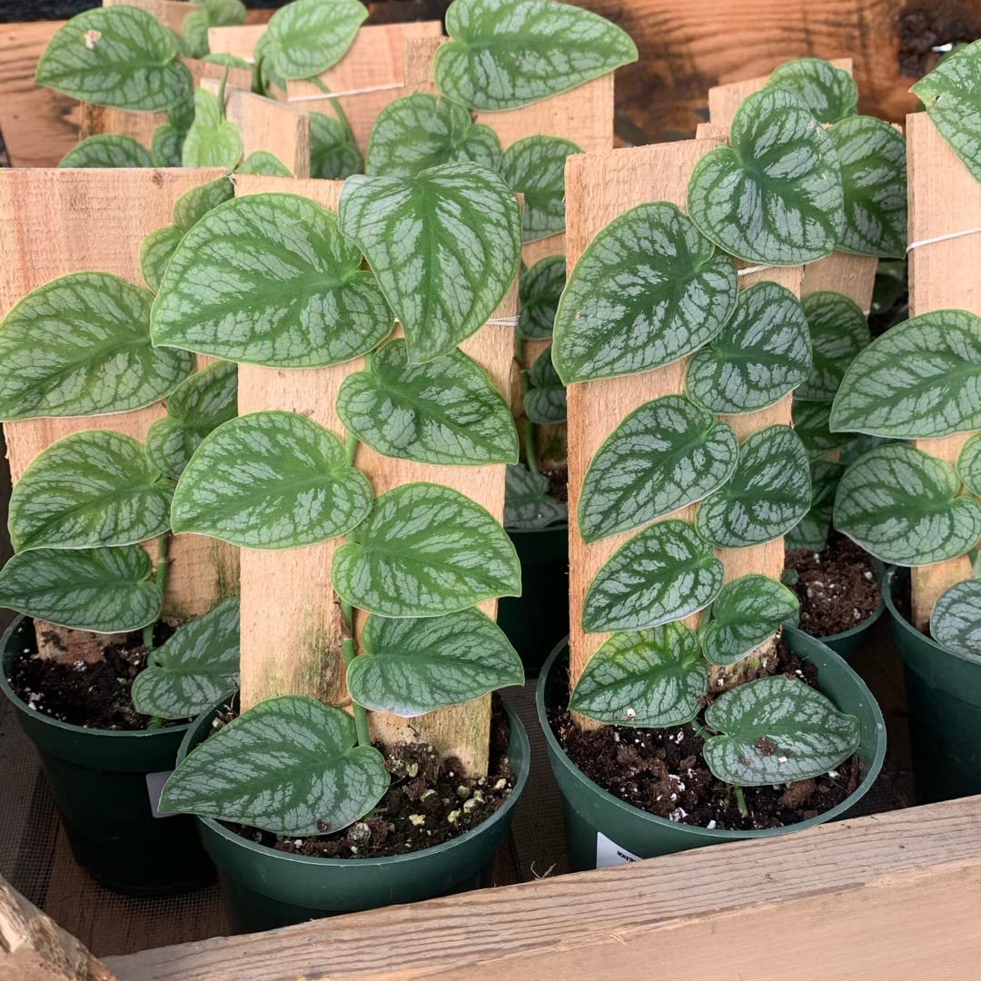 houseplant pothos Pothos Manjula