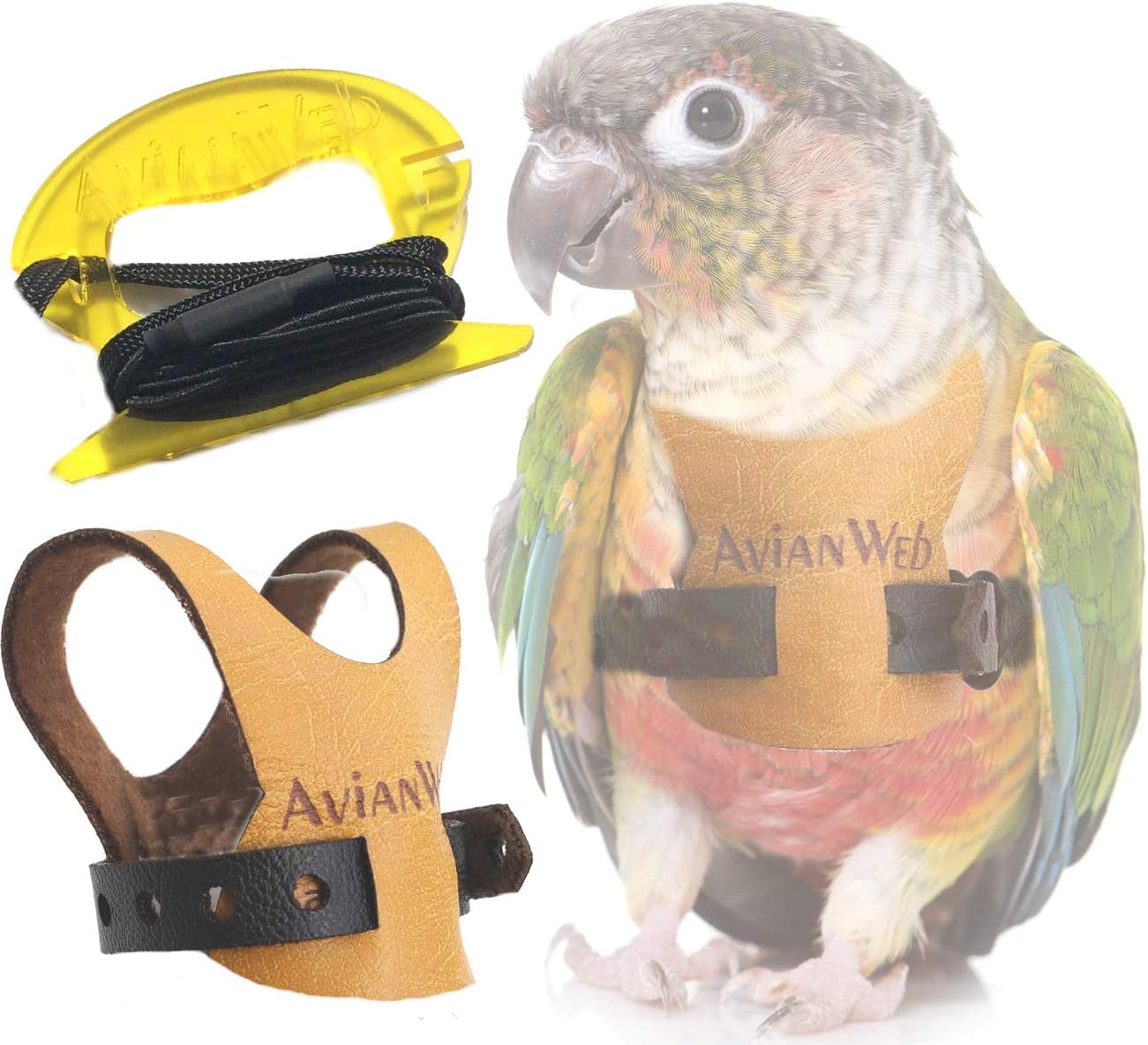 bird leash conure