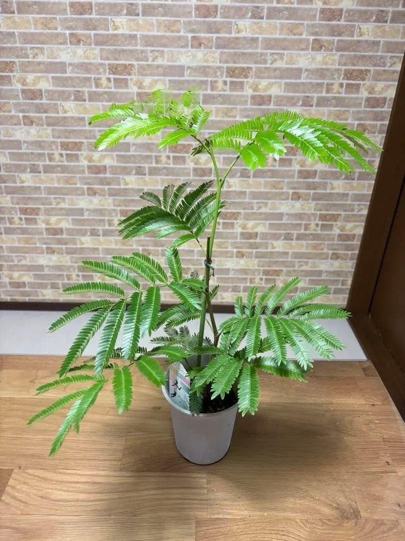 観葉植物 エバーフレッシュ 苗 鉢
