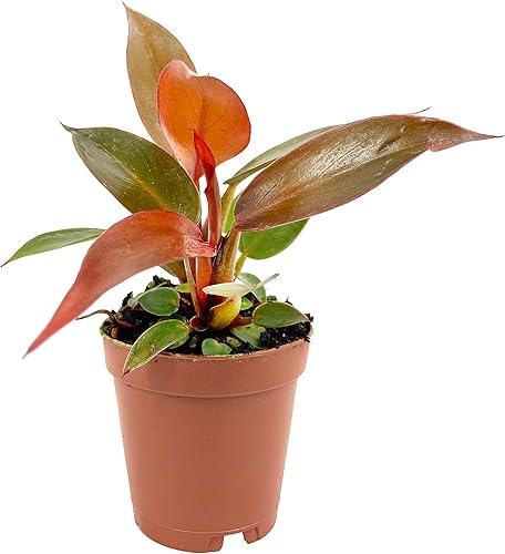 Miniatura 6 de Plowmanii Philodendron - Planta viva en una maceta de 2 pulgadas, planta de interior rara y elegante