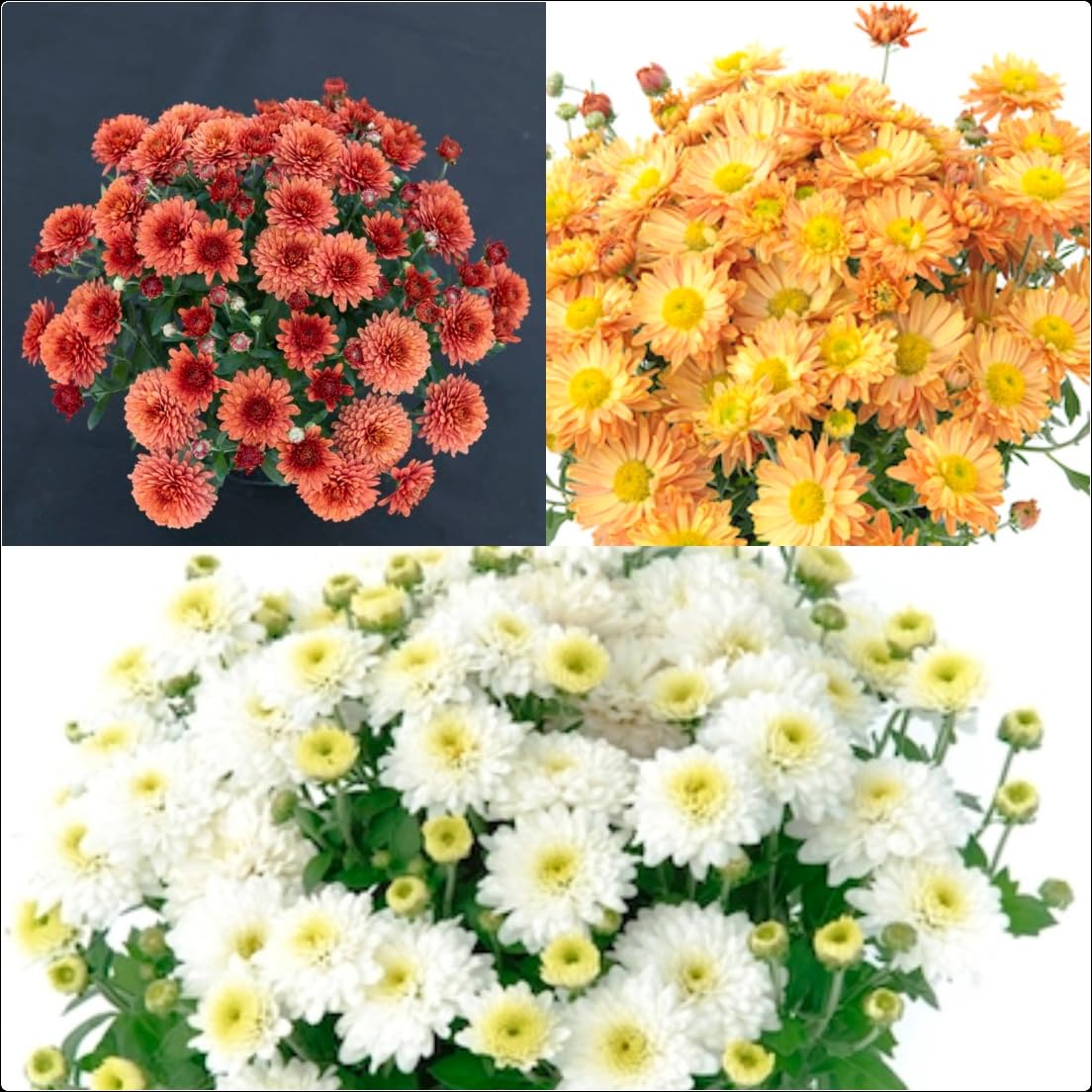Chrysanthemum Poppins x 6 Plug Plants