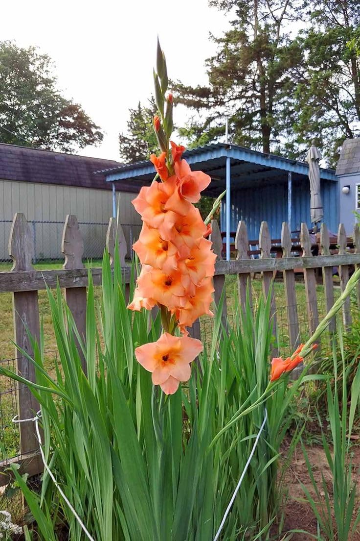 Rainbow Mix Gladiolus Bulbs | Tall Summer Blooming Flowers | Easy to Grow Garden Bulbs | Great for Landscaping | pack of 9-image-3