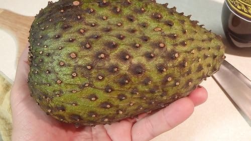 Miniatura 3 de Guanabana Planta de 1 año en maceta con tierra, 5-6 pulgadas de alto, 4-6 hojas, planta frutal comestible Guanábana exótica Annona muricata