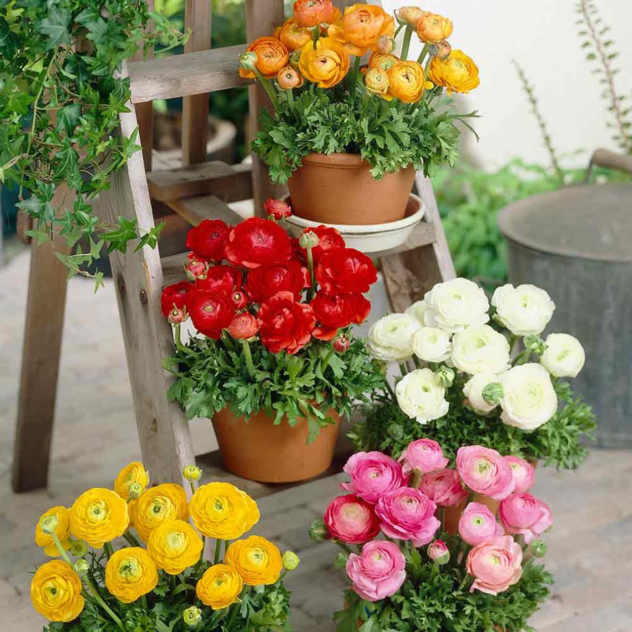 Ranunculus pack of 3 Flower Bulbs BY Zabbus Mix Color (B0BP3Z167X) Amazon Price History, Amazon Price Tracker