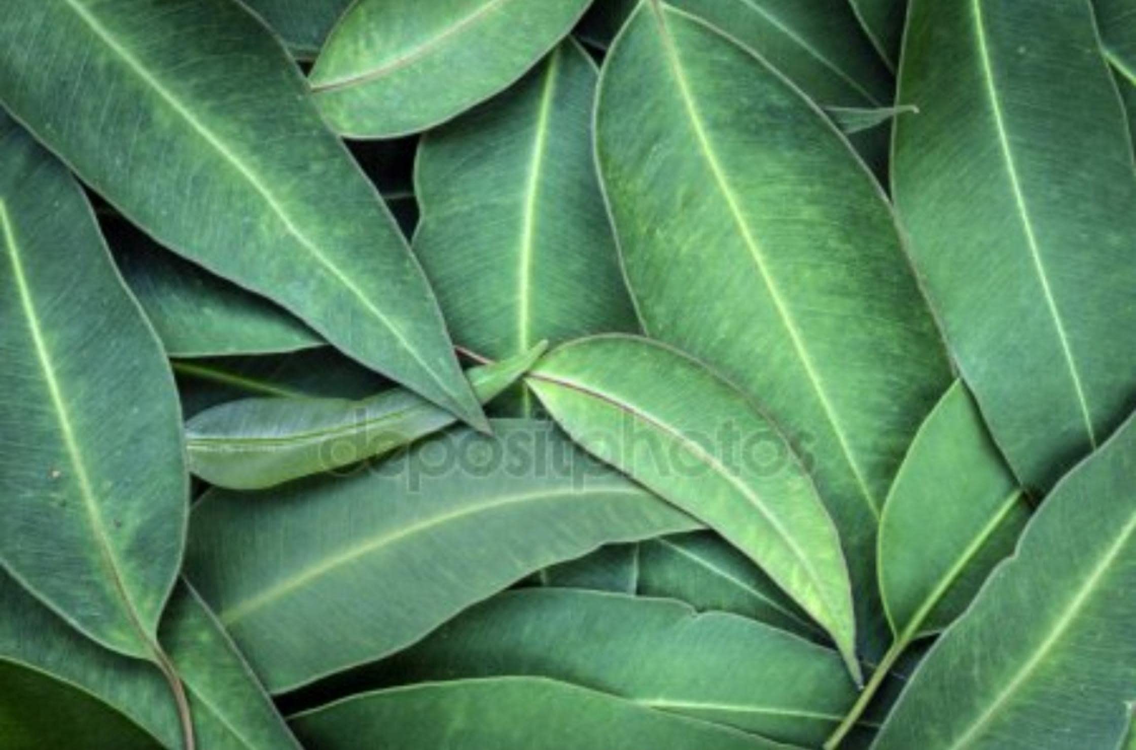 LUXURY -| Esencia de Eucalipto para Sauna de Vapor 5 Litros |- Concentrado Líquido Natural, Extracto Profesional y Duradero - Aromatizador Ecológico para Ambientes Relajantes, Bienestar y Aromaterapia