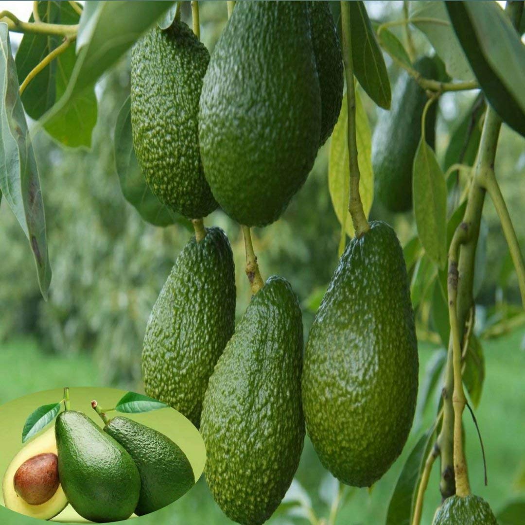 Mphmi Plants Avocado (Grafted) - Fruit Plants & Tree Outdoor Living Indoor Plant (B09186NSTT) Amazon Price History, Amazon Price Tracker