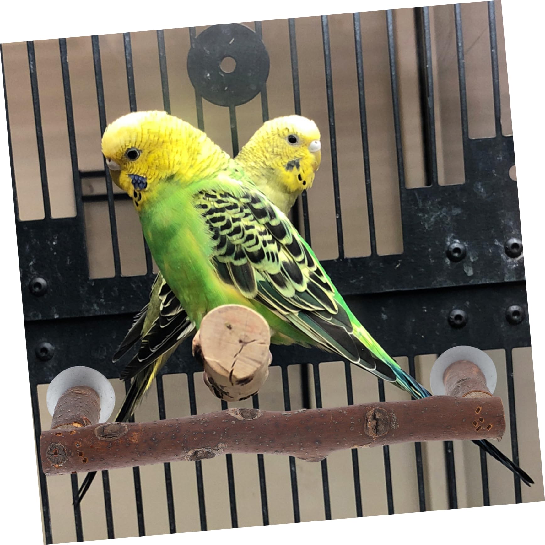 BESPORTBLE 5piezas Perchero De Madera para Aves Percha Natural para Jaula De Periquitos y Loros Juguete Interactivo para Entrenamiento y Ejercicio De Aves Mediano