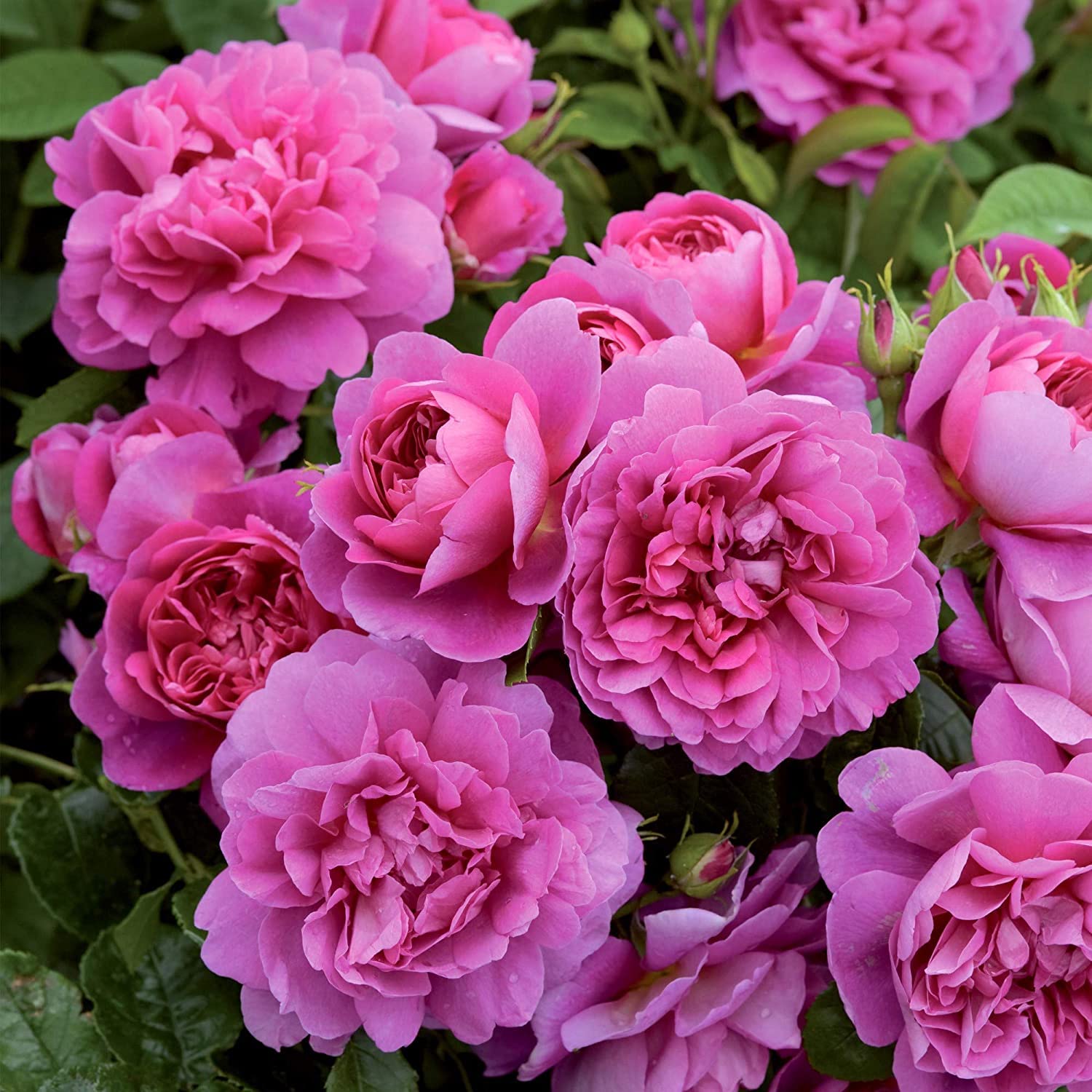 Gurveplantationi® Grafted Rose Bush Gulab Flower Live Plant Variety with Plastic Pot (Pack of 1) (Pink) (B09X65W7LN) Amazon Price History, Amazon Price Tracker